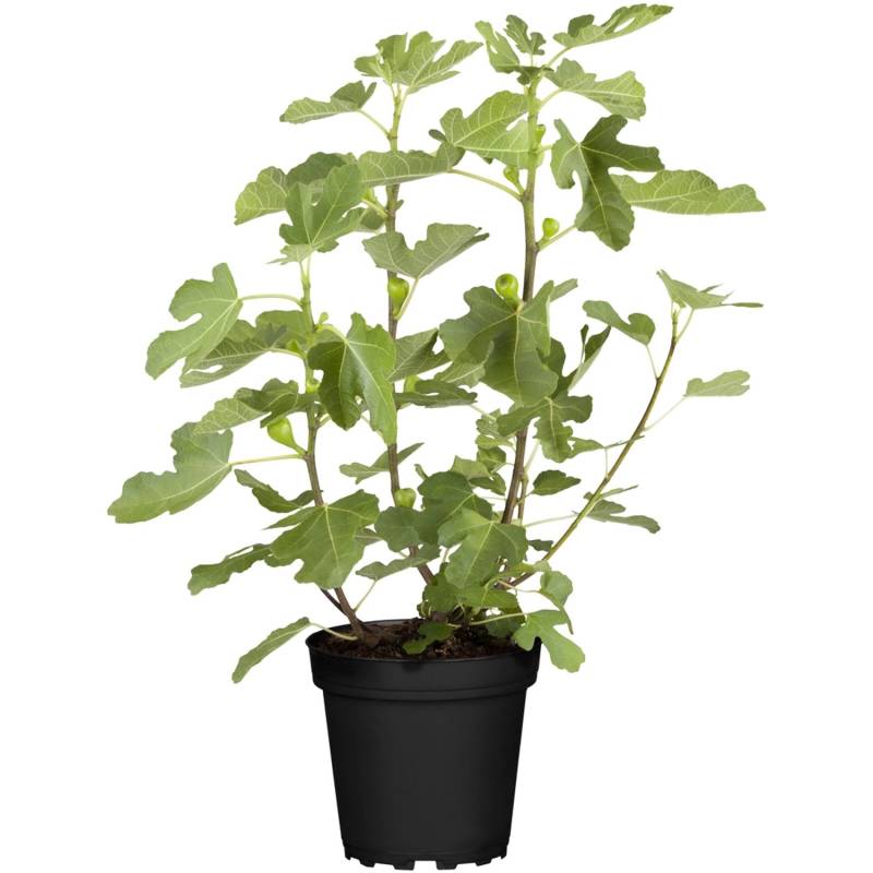 GROW by OBI Bio Feige Brown Turkey Höhe ca. 30 - 40 cm Topf ca. 3 l Ficus von GROW by OBI