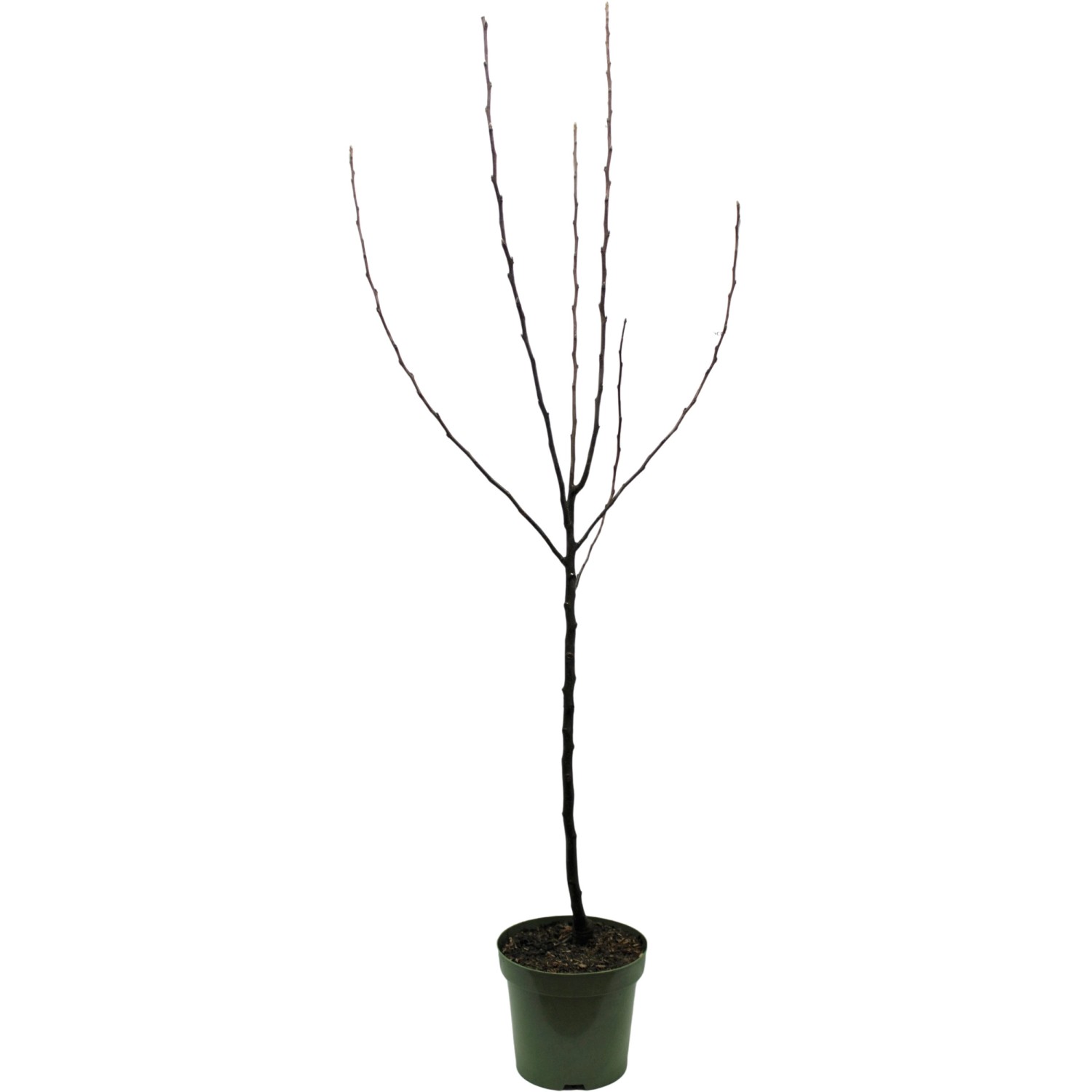 GROW by OBI Bio Herbstapfel Elstar Höhe ca. 120 - 140 cm Topf ca. 7 l von GROW by OBI