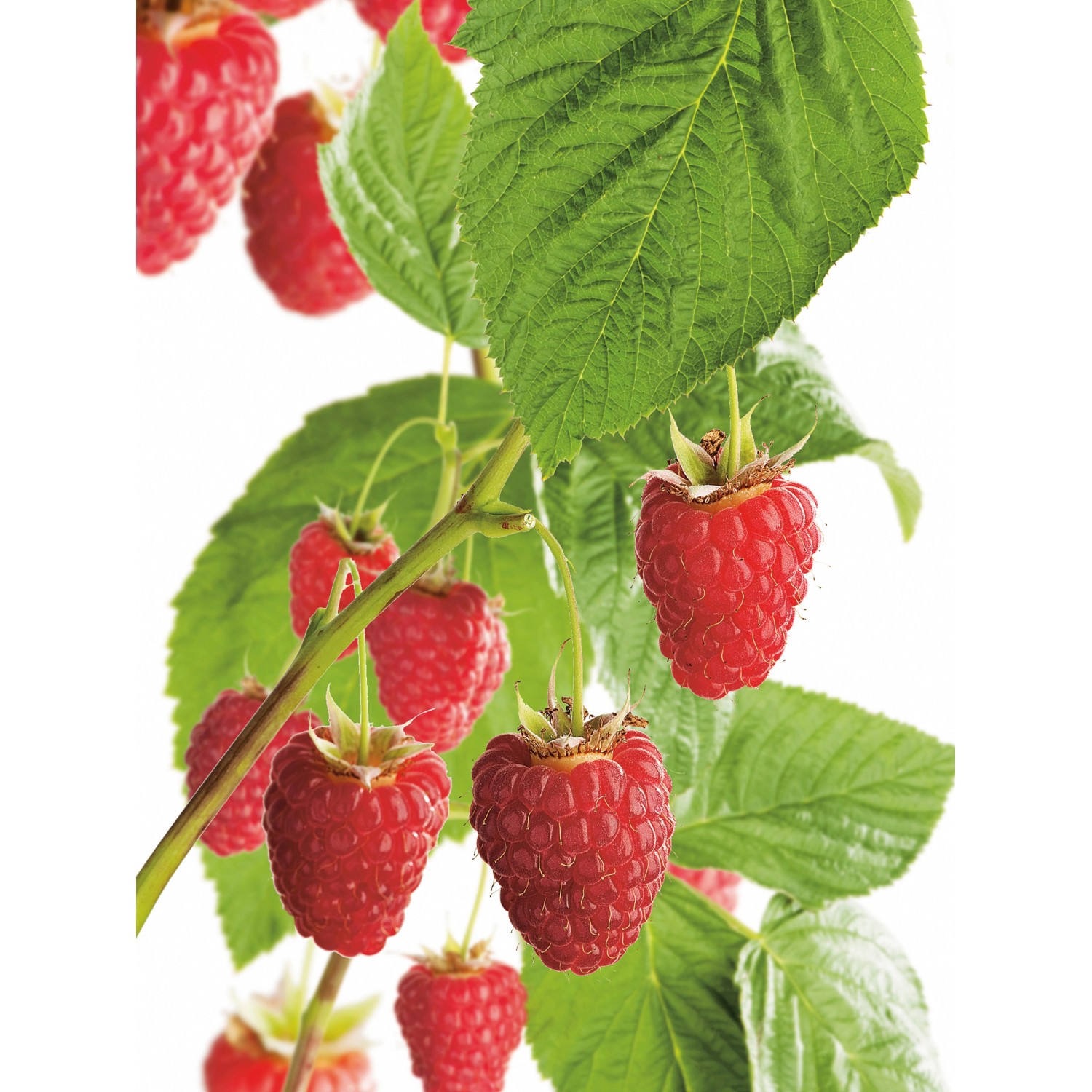 GROW by OBI Bio Himbeere Aroma Queen Topf ca. 2 l Rubus GROW by OBI Bio Himbeere Aroma Queen Topf ca. 2 l Rubus von GROW by OBI