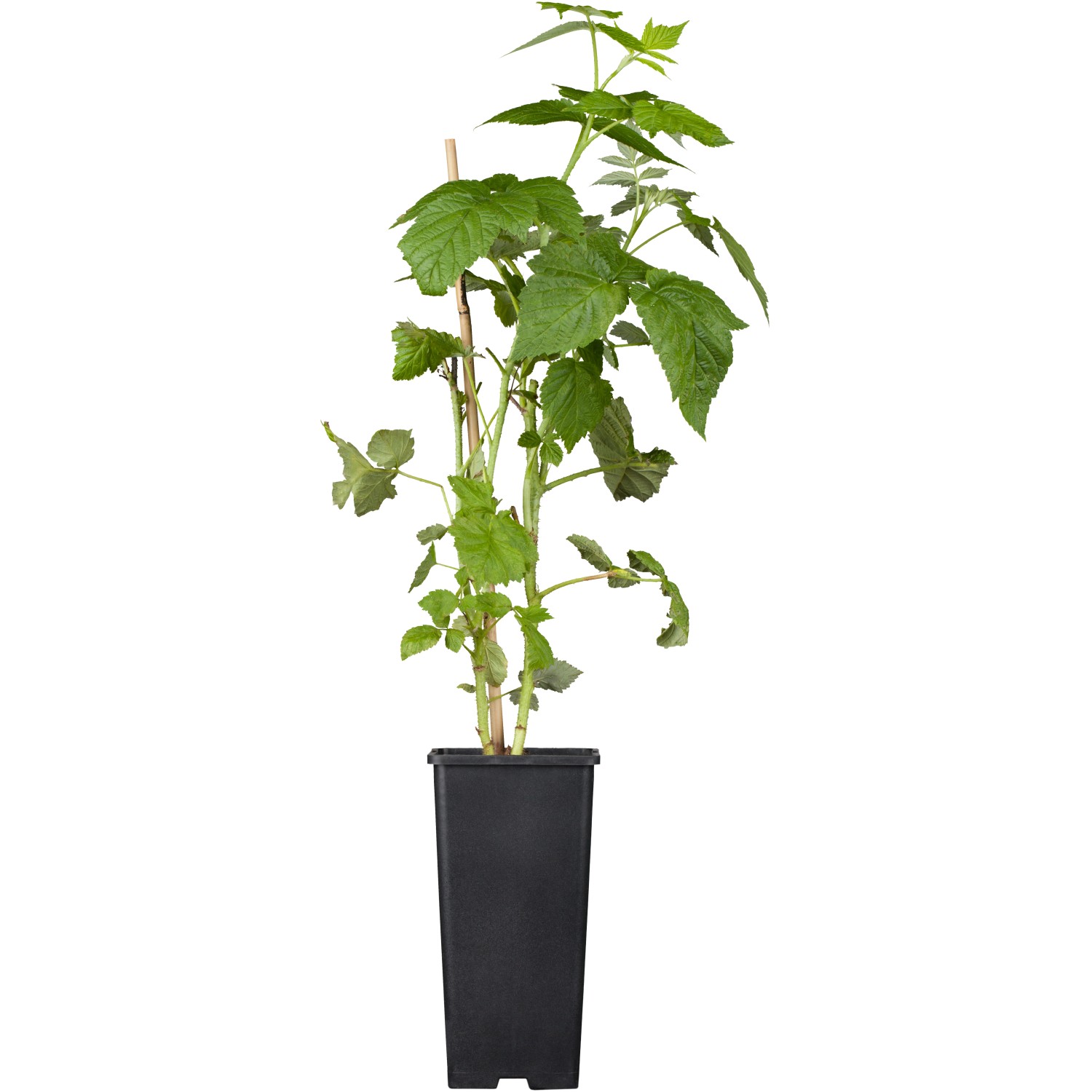 GROW by OBI Bio Himbeere Autumn Bliss Rot Topf ca. 2 l Rubus GROW by OBI Bio Himbeere Autumn Bliss Rot Topf ca. 2 l Rubus von GROW by OBI