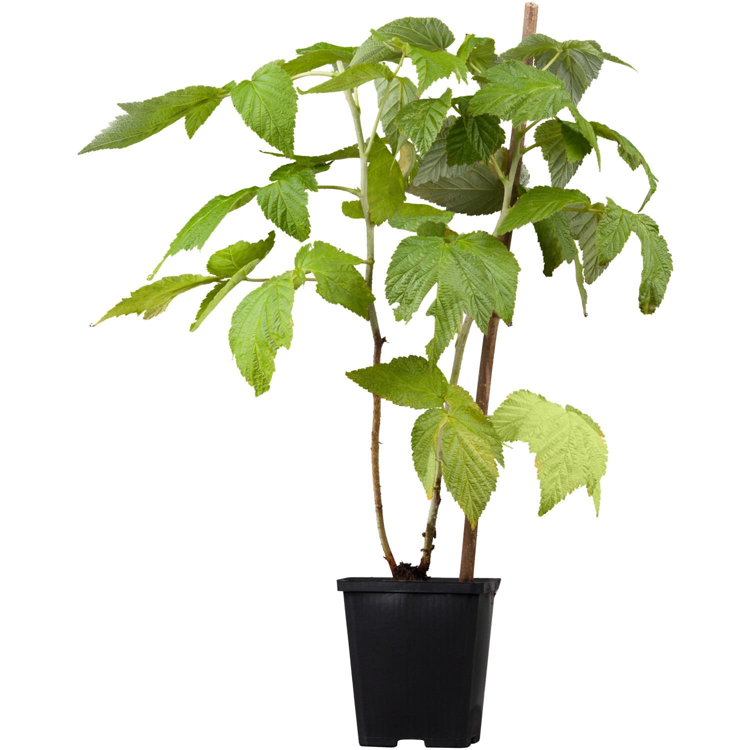 GROW by OBI Bio Himbeere Fallgold Goldgelb Topf ca. 2 l Rubus GROW by OBI Bio Himbeere Fallgold Goldgelb Topf ca. 2 l Rubus von GROW by OBI