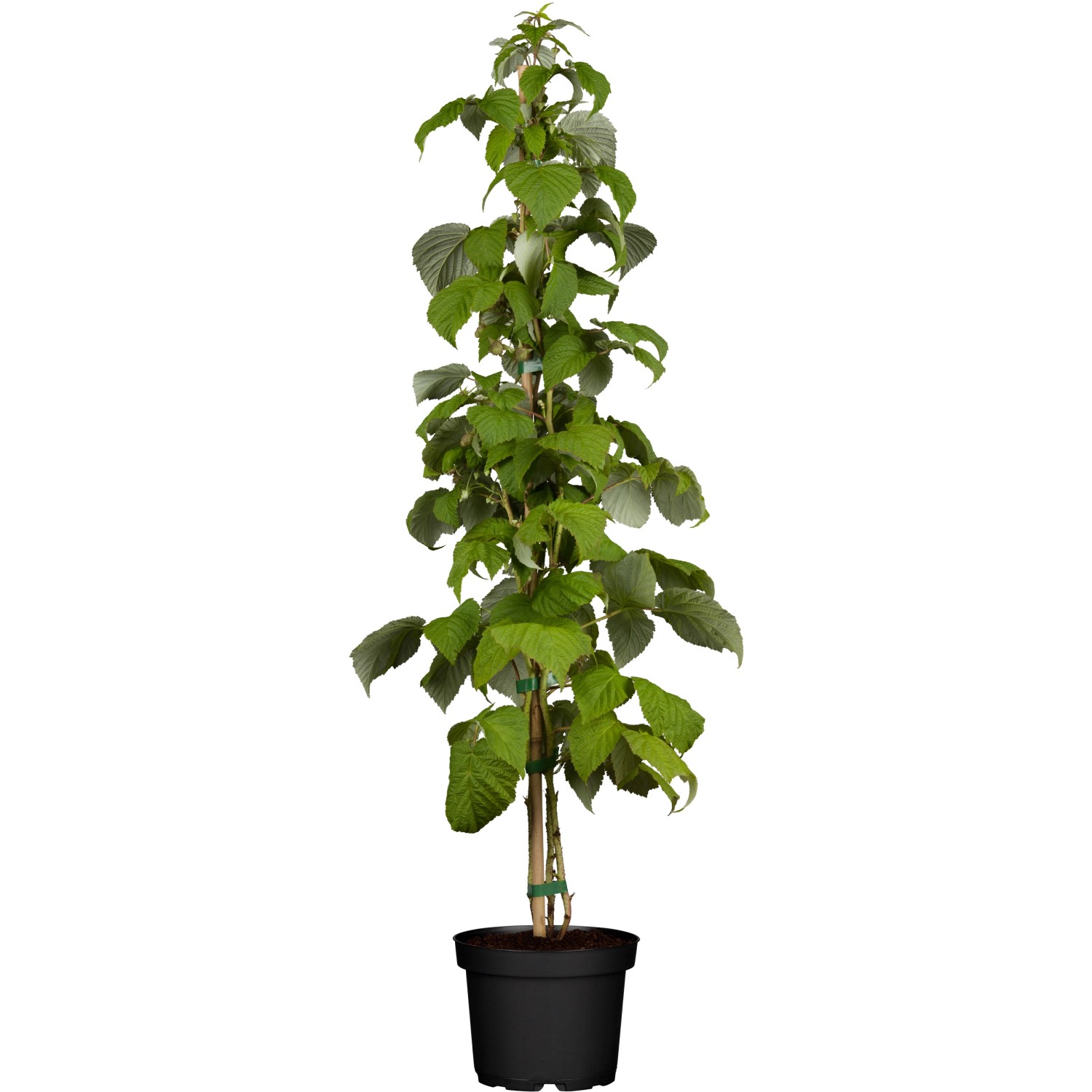 GROW by OBI Bio Himbeere Schönemann Rot Höhe ca. 20 - 30 cm Topf ca. 2 l Rubus von GROW by OBI