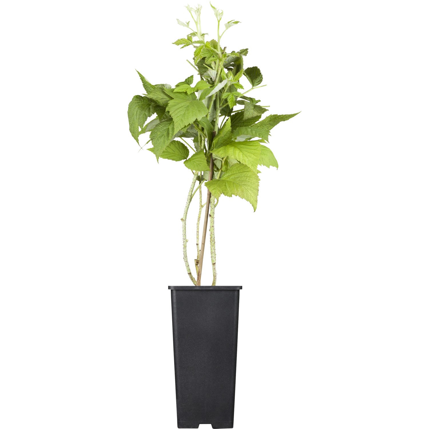 GROW by OBI Bio Himbeere TwoTimer® -Sugana® Rot Höhe ca. 20-30 cm Topf ca. 2 l von GROW by OBI