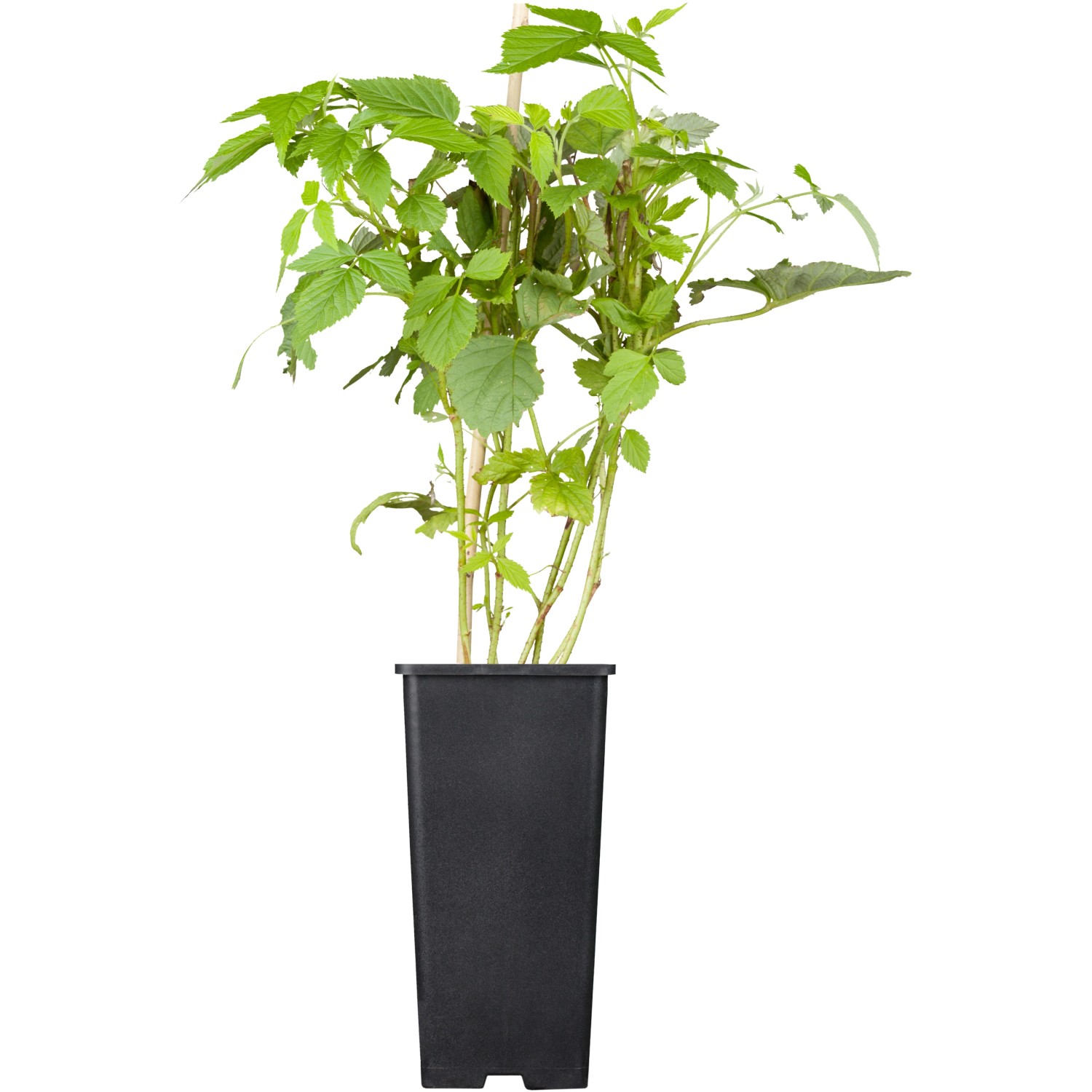 GROW by OBI Bio Himbeere Willamette Rot Höhe ca. 20 - 30 cm Topf ca. 2 l Rubus von GROW by OBI