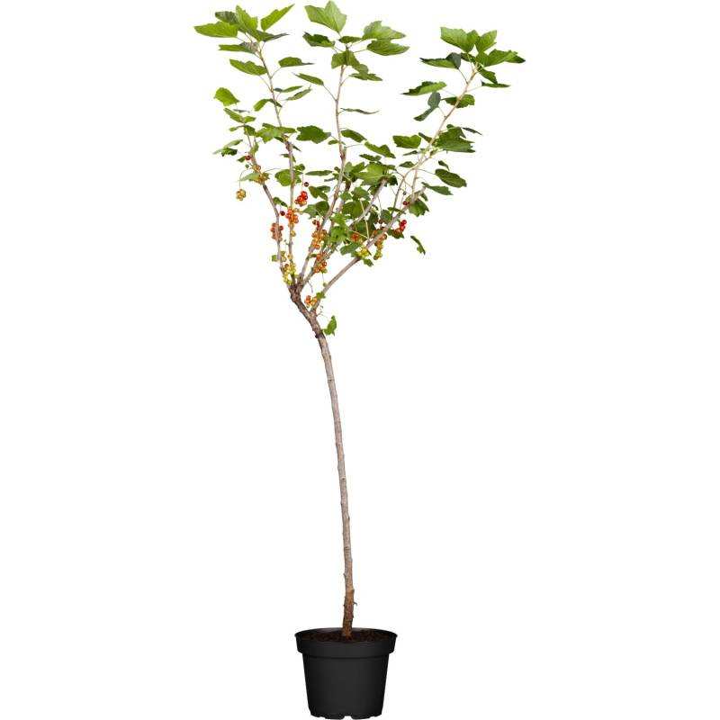GROW by OBI Bio Johannisbeere Fußstamm Rot Ribes rubrum von GROW by OBI