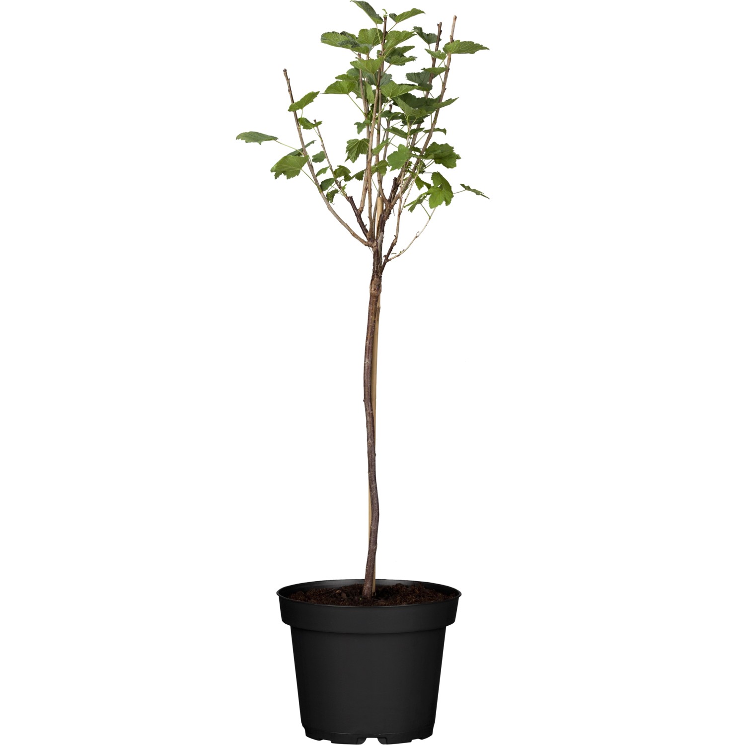 GROW by OBI Bio Johannisbeere Fußstamm Weiß Ribes rubrum GROW by OBI Bio Johannisbeere Fußstamm Weiß Ribes rubrum von GROW by OBI
