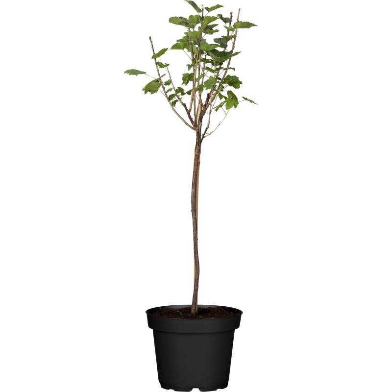 GROW by OBI Bio Johannisbeere Fußstamm Weiß Ribes rubrum von GROW by OBI