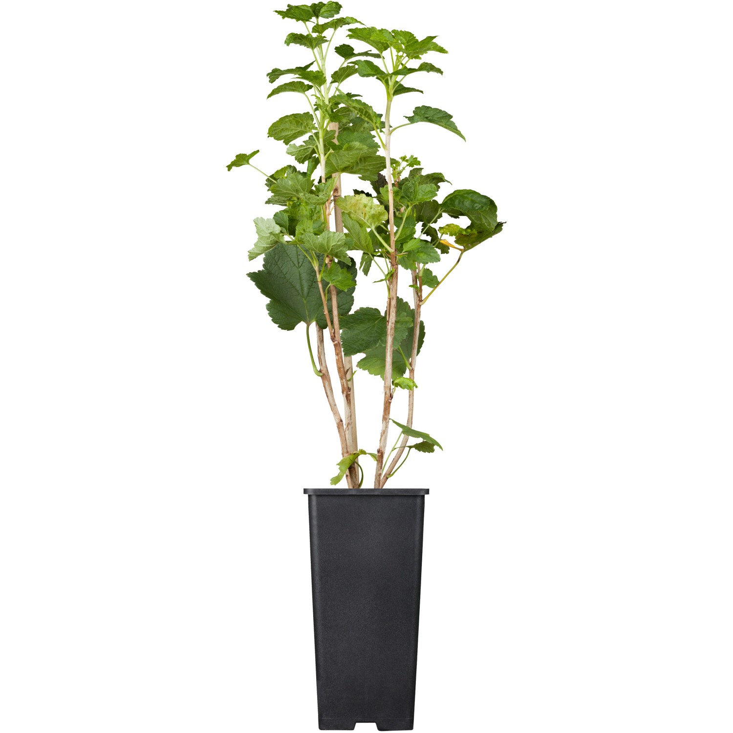 GROW by OBI Bio Johannisbeere Jonkheer van Tets Rot Topf ca.2 l Ribes von GROW by OBI