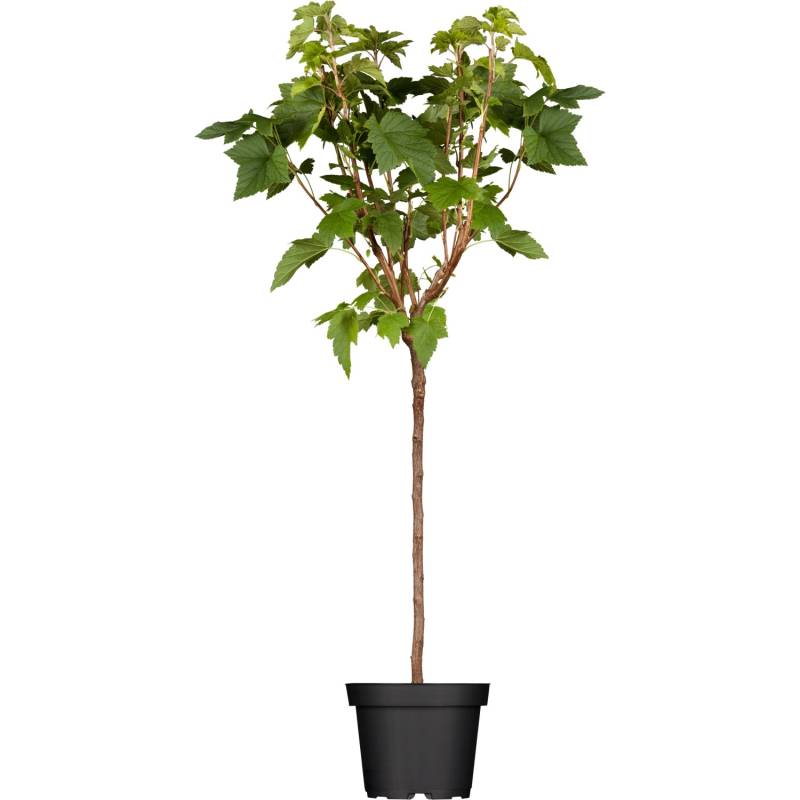 GROW by OBI Bio Johannisbeere Schwarz Höhe ca. 60 - 80 cm Ribes nigrum von GROW by OBI