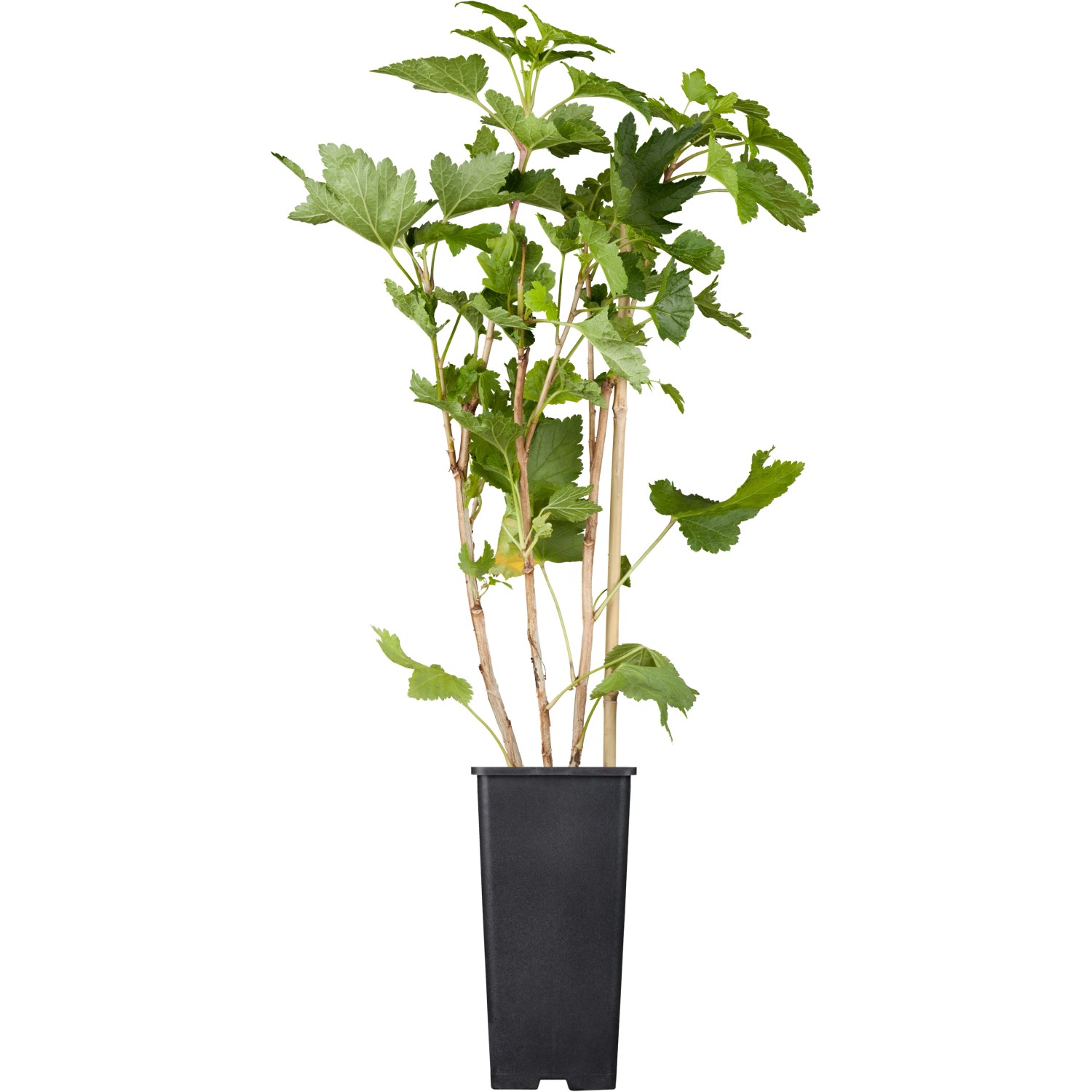 GROW by OBI Bio Johannisbeere Weiße Versailler Weiß Topf ca.2 l Ribes von GROW by OBI