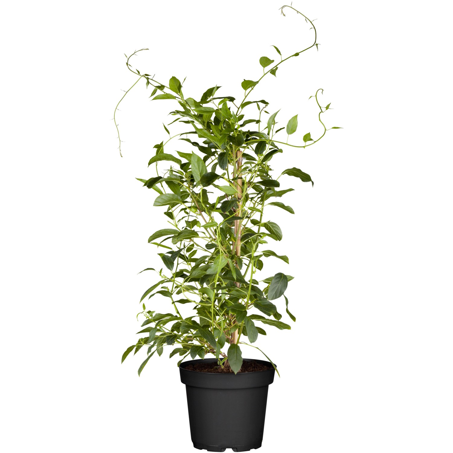 GROW by OBI Bio Kiwi Issai selbstfruchtend Topf ca. 2 l Actinidia GROW by OBI Bio Kiwi Issai selbstfruchtend Topf ca. 2 l Actinidia von GROW by OBI