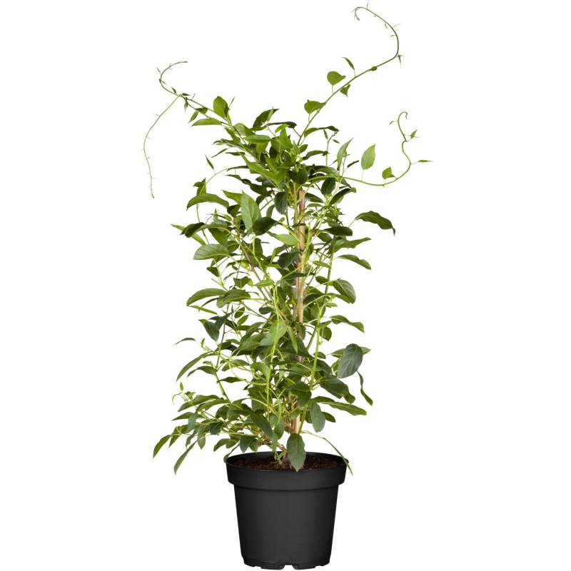GROW by OBI Bio Kiwi Issai selbstfruchtend Topf ca. 2 l Actinidia von GROW by OBI