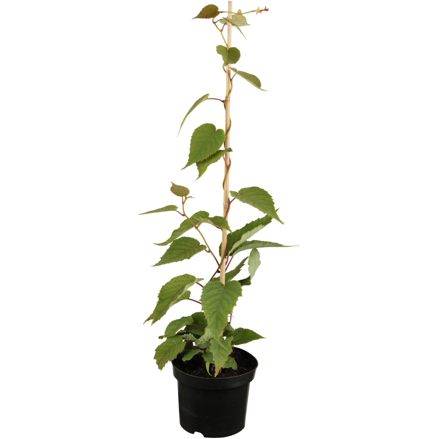 GROW by OBI Bio Kiwi Solo selbstfruchtend Topf ca. 2 l Actinidia GROW by OBI Bio Kiwi Solo selbstfruchtend Topf ca. 2 l Actinidia von GROW by OBI