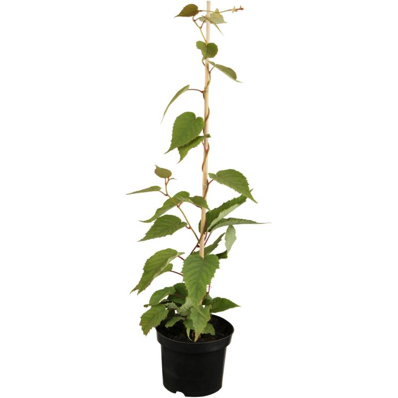 GROW by OBI Bio Kiwi Solo selbstfruchtend Topf ca. 2 l Actinidia von GROW by OBI