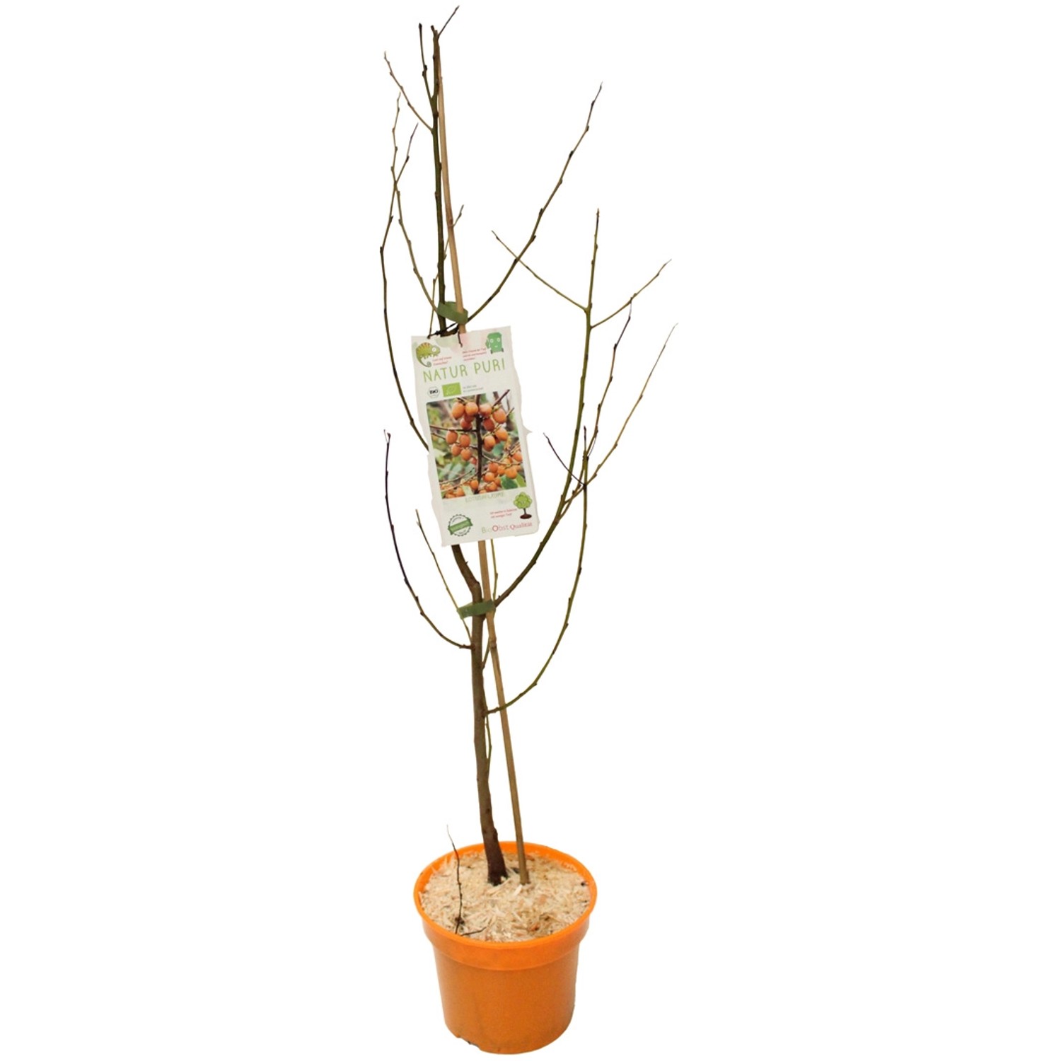 GROW by OBI Bio Lotuspflaumen Höhe ca. 30 - 40 cm Topf ca. 3 l Diospyros lotus von GROW by OBI