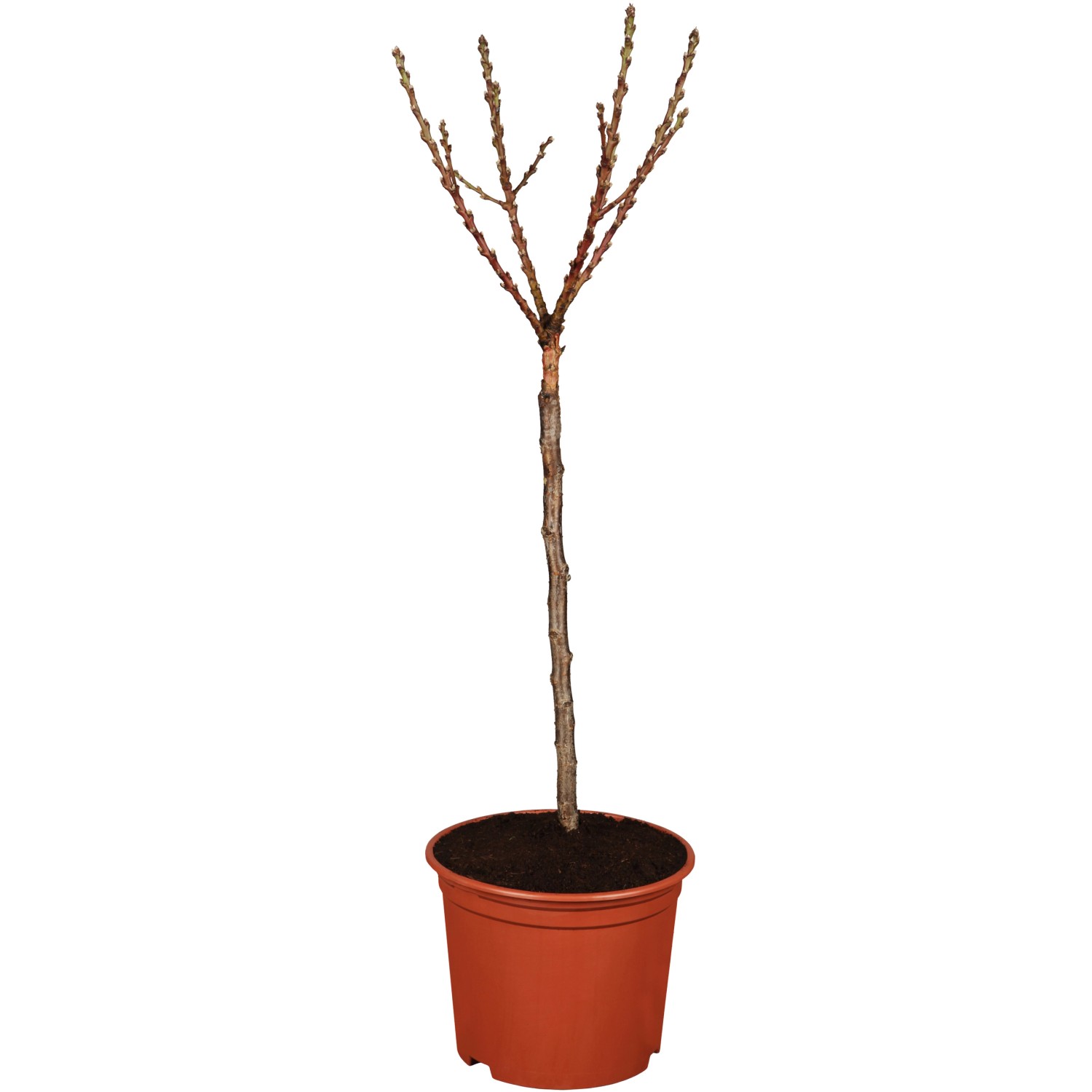 GROW by OBI Bio Pfirsich Roter Ellerstädter Gelb-Rotca. 100-120 cm Topf ca.7 l von GROW by OBI