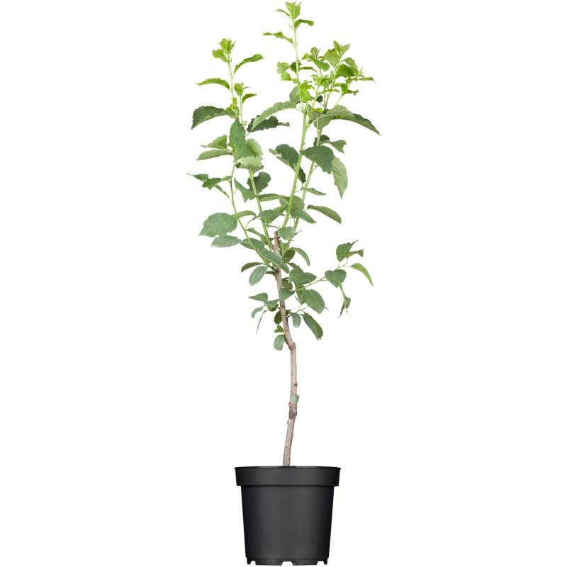 GROW by OBI Bio Pflaume Hauszwetsche Dunkelblau ca. 120-140 cm Topf ca. 7 l von GROW by OBI