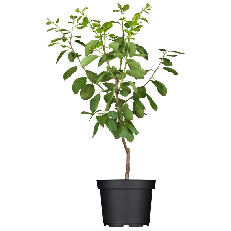 GROW by OBI Bio Reneklode Graf Althans Grüngelb Höhe ca. 50-60 cm Topf ca. l von GROW by OBI