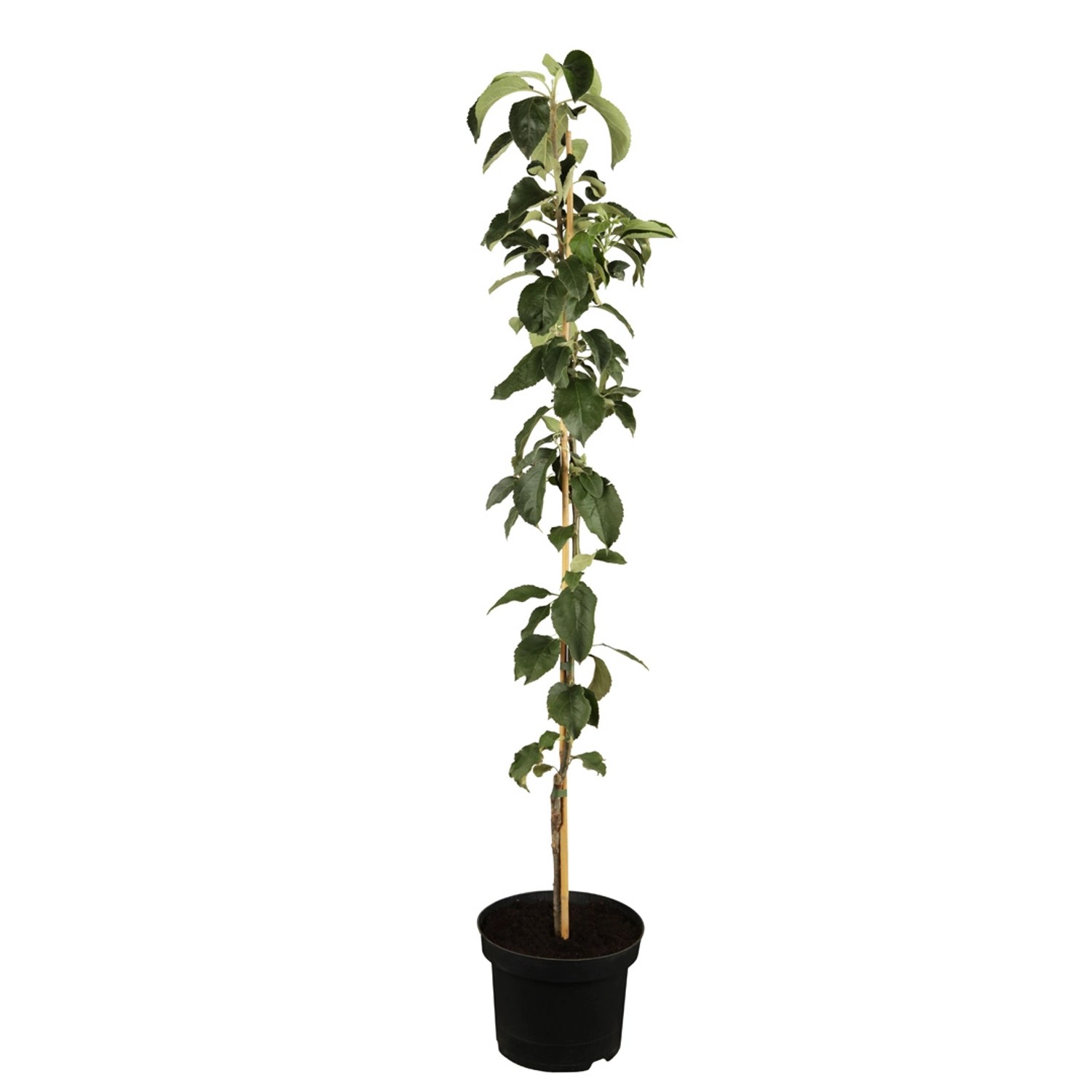 GROW by OBI Bio Säulenapfel Gelb-Rot Höhe ca. 40 - 60 cm Topf ca. 7,5 l von GROW by OBI