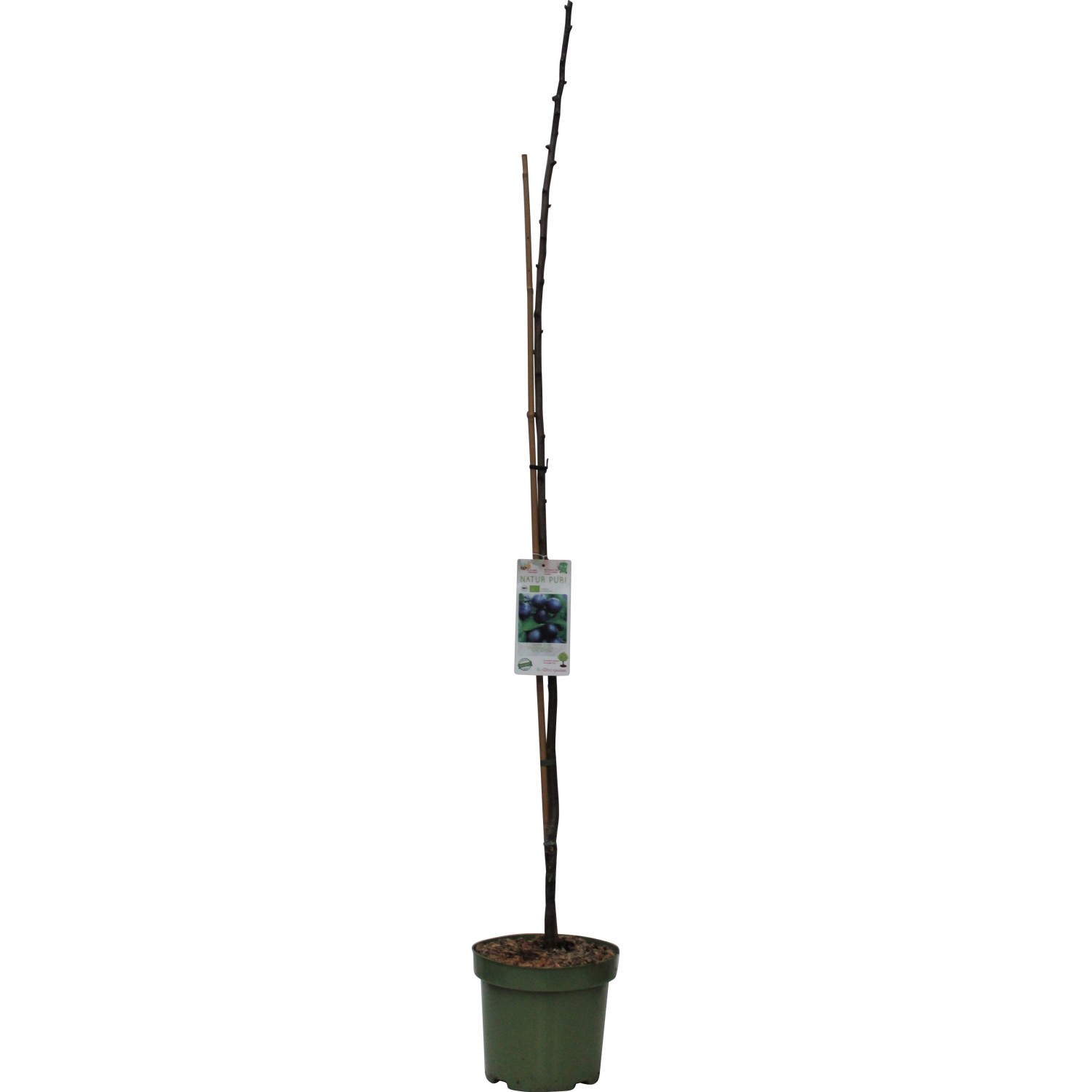 GROW by OBI Bio Säulenpflaume Höhe ca. 40 - 60 cm Topf ca. 7,5 l von GROW by OBI