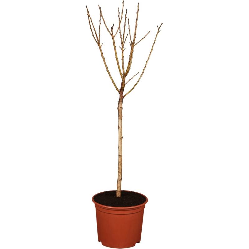 GROW by OBI Bio Sauerkirsche Safir Dunkelrot Höhe ca. 120-140 cm Topf ca. 7 l von GROW by OBI