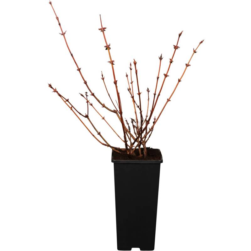 GROW by OBI Bio Sibirische Blaubeere Dunkelblau 10-20cm Topf ca. 2 l Lonicera von GROW by OBI
