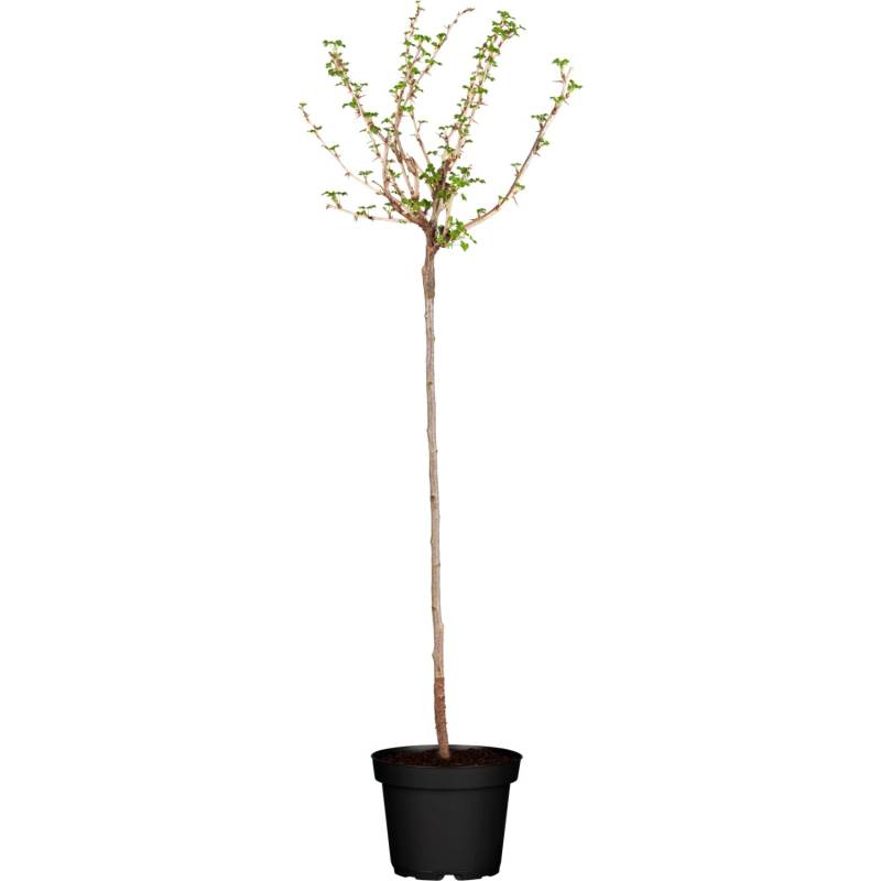GROW by OBI Bio Stachelbeere Fußstamm Gelb Ribes uva-crispa von GROW by OBI