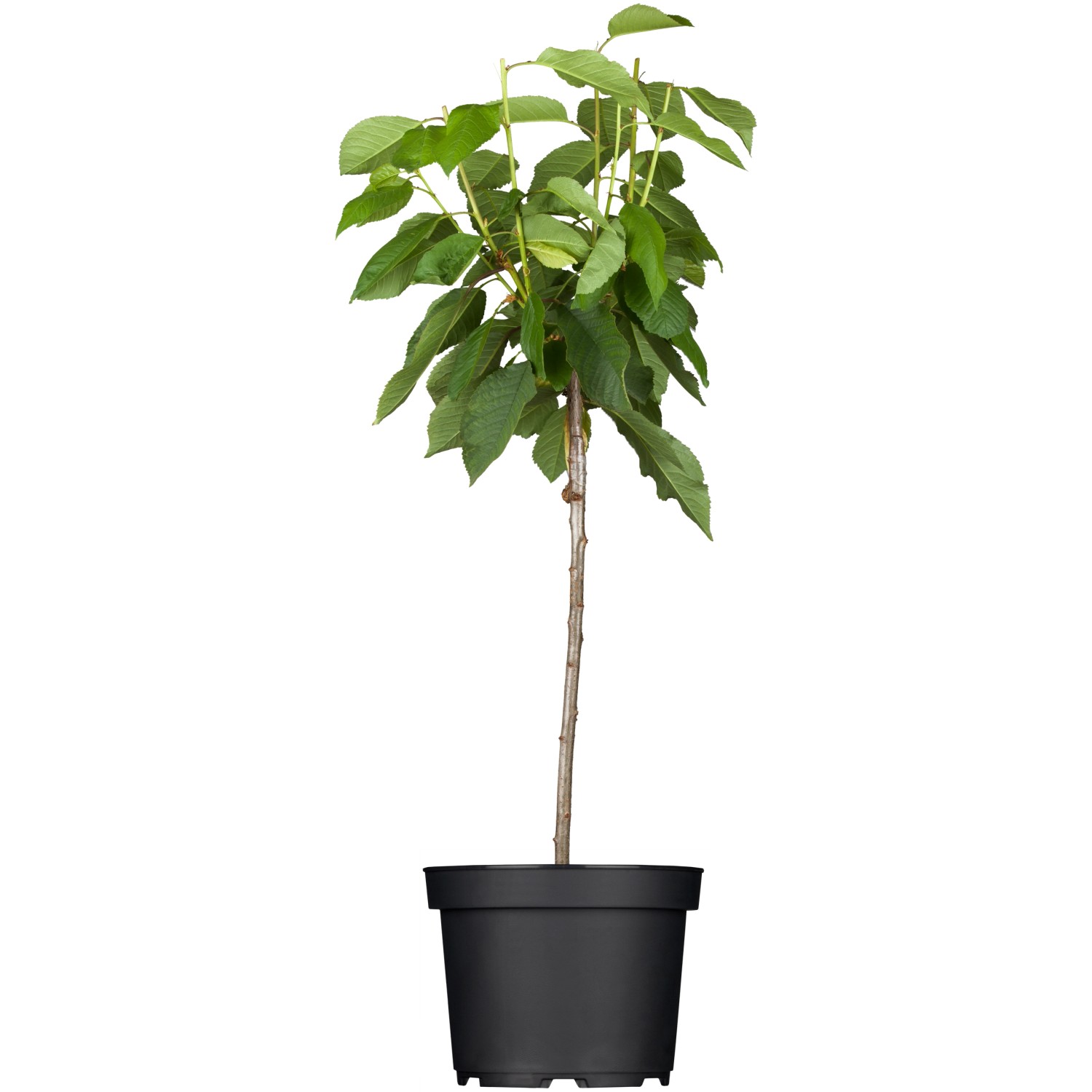 GROW by OBI Bio Süßkirsche Große Prinzessinkirsche Hellrot 120-140 cm Topf 7l GROW by OBI Bio Süßkirsche Große Prinzessinkirsche Hellrot 120-140 cm Topf 7l von GROW by OBI