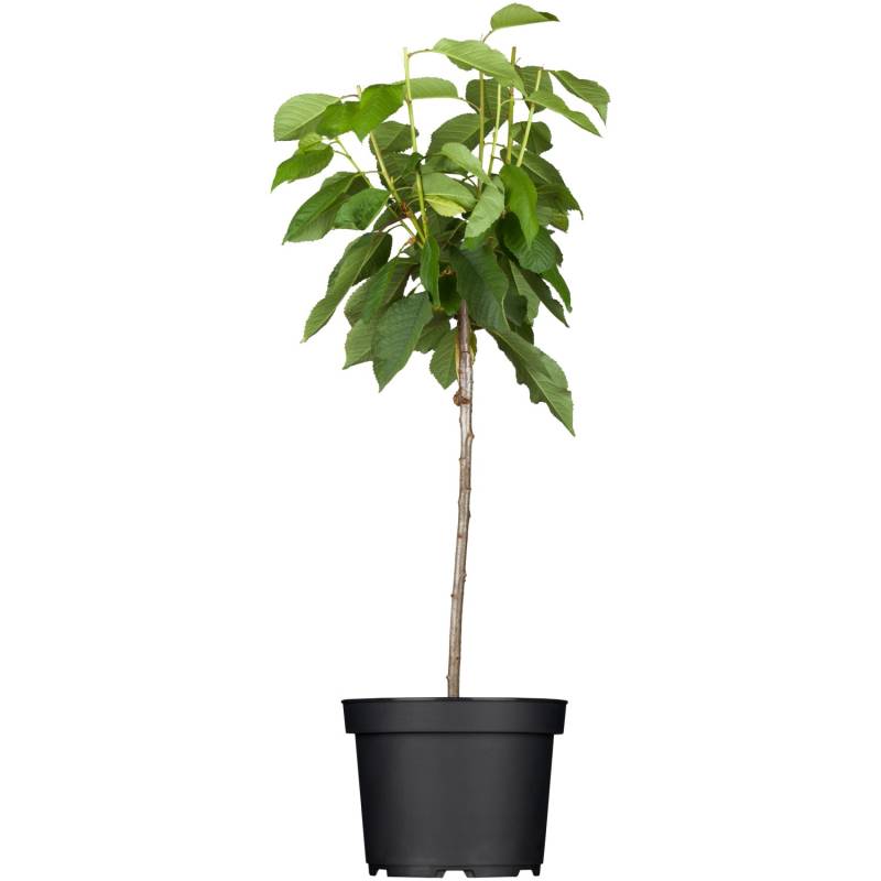 GROW by OBI Bio Süßkirsche Große Prinzessinkirsche Hellrot 120-140 cm Topf 7l von GROW by OBI