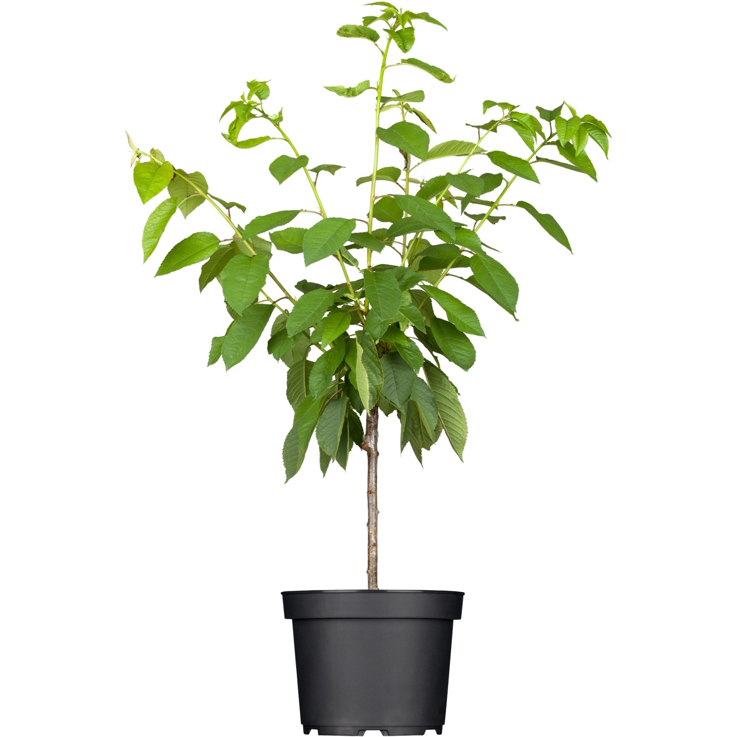 GROW by OBI Bio Süßkirsche Große Schwarze Knorpelkirsche 120-140 cm Topf ca.7 l GROW by OBI Bio Süßkirsche Große Schwarze Knorpelkirsche 120-140 cm Topf ca.7 l von GROW by OBI