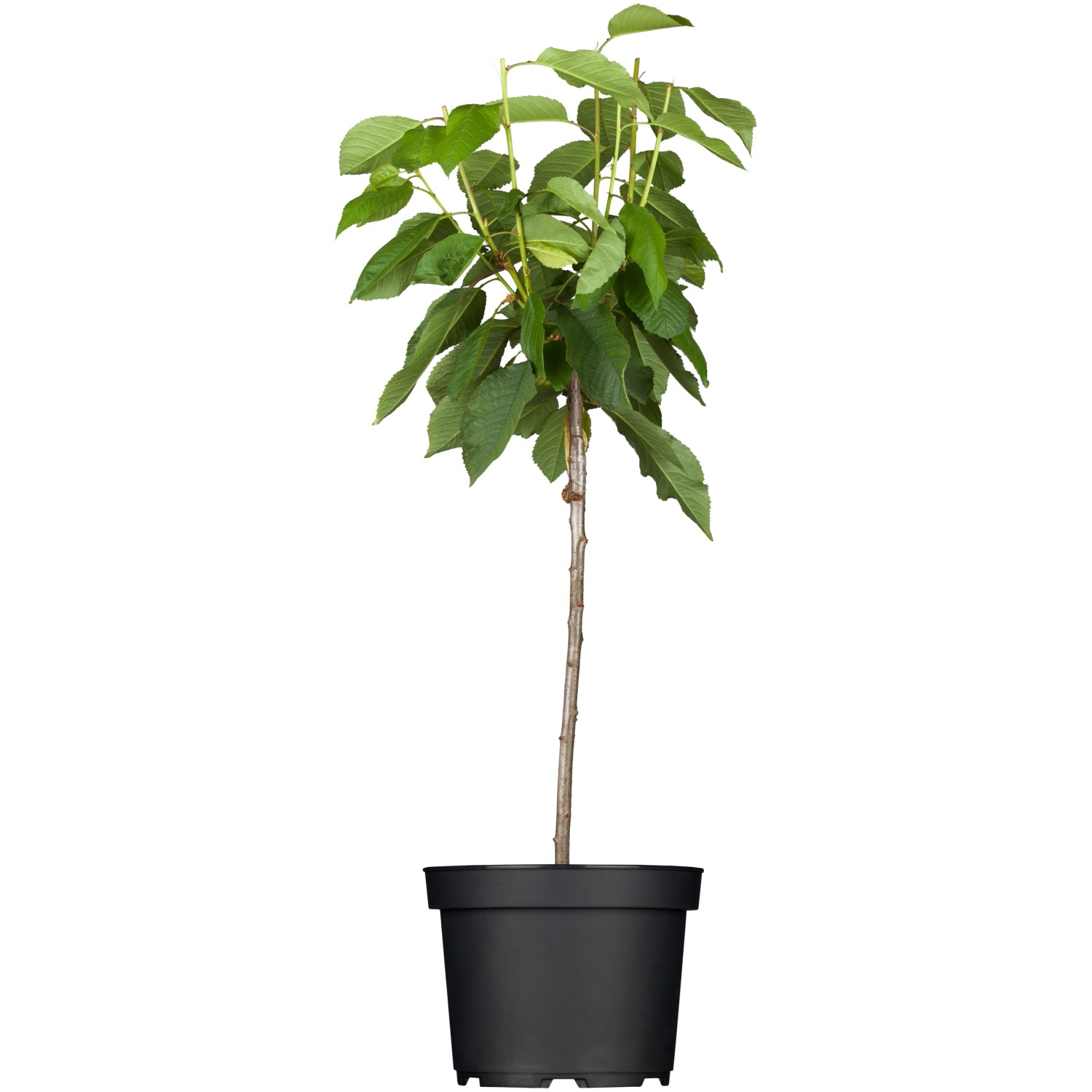 GROW by OBI Bio Süßkirsche Sunburst Rot Höhe ca. 120 - 140 cm Topf ca. 7 l von GROW by OBI