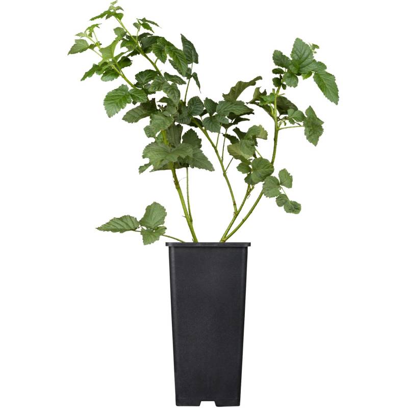 GROW by OBI Bio Tayberry Rot Höhe ca. 20 - 30 cm Topf ca. 2 l Tayberry von GROW by OBI