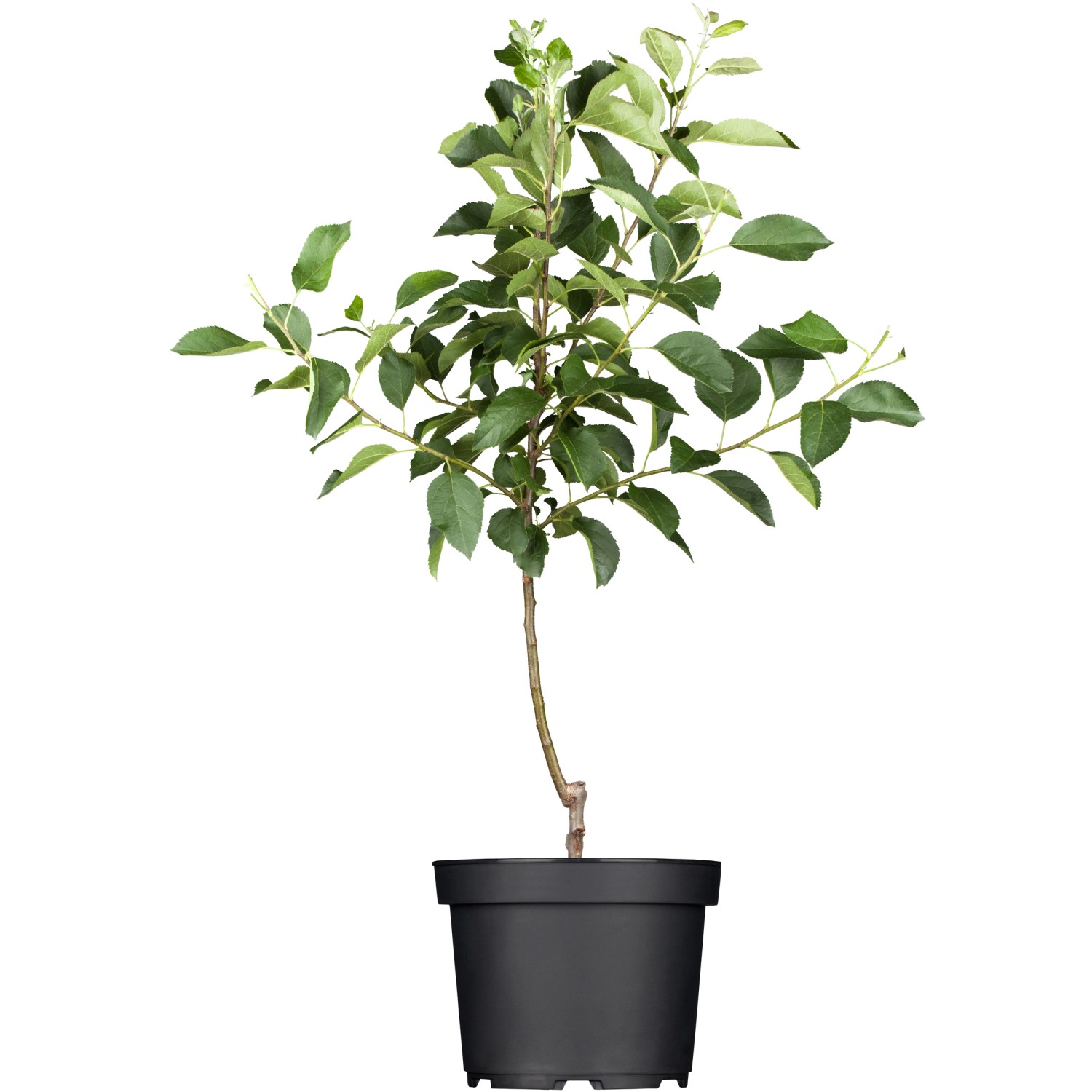 GROW by OBI Bio Winterapfel Jonagold Rot Höhe ca. 120 - 140 cm Topf ca. 7 l von GROW by OBI