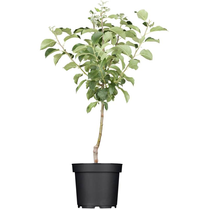 GROW by OBI Bio Winterapfel Roter Berlepsch Rot ca. 120 - 140 cm Topf ca. 7 l von GROW by OBI