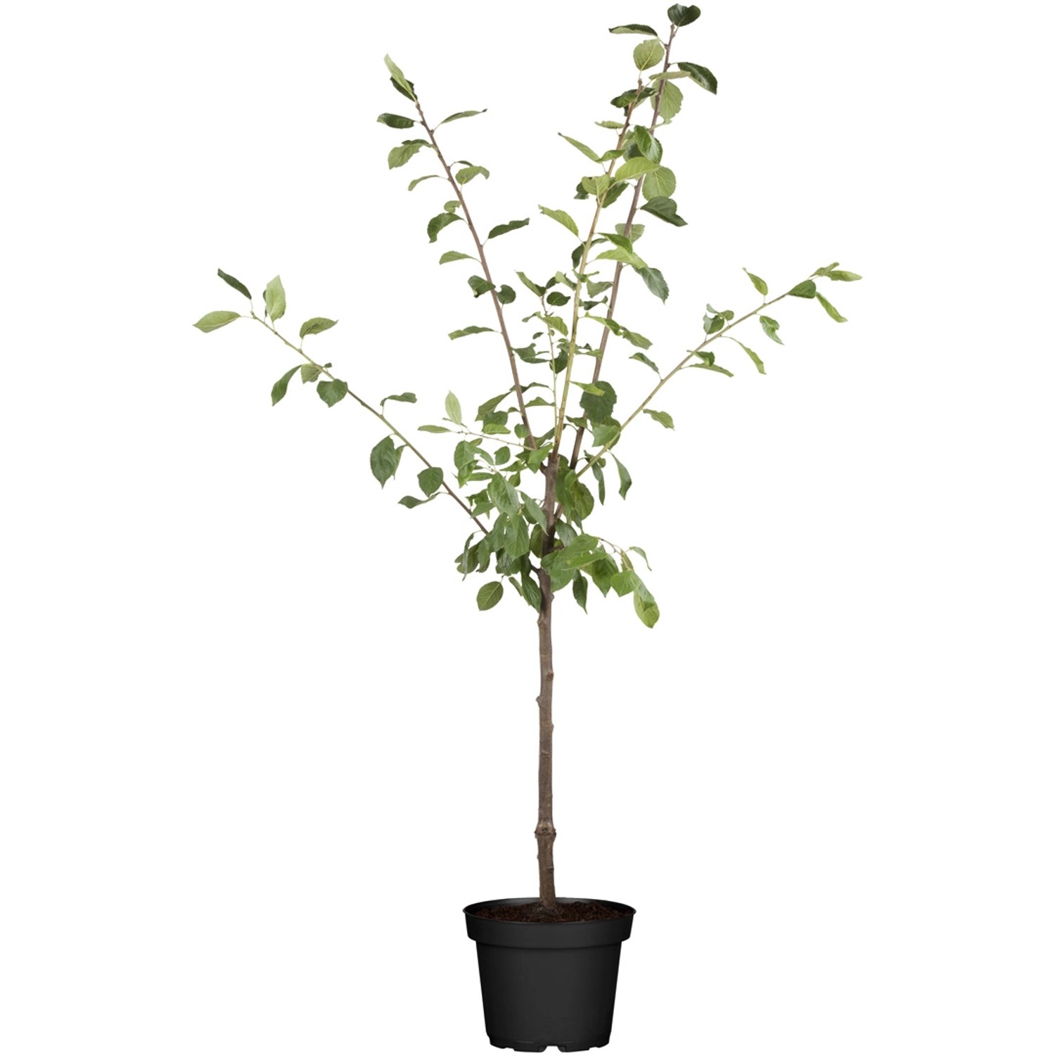 GROW by OBI Bio Zwergapfel Höhe ca. 40 - 60 cm Topf ca. 5 l Malus domestica von GROW by OBI