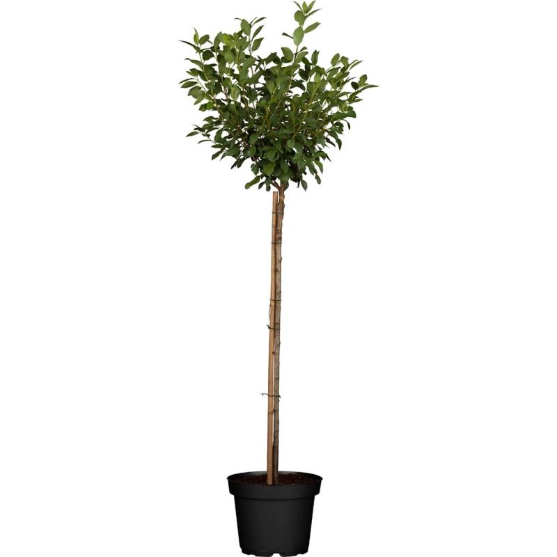 GROW by OBI Bio Zwergsauerkirsche Höhe ca. 40 - 60 cm Topf ca. 5 l von GROW by OBI