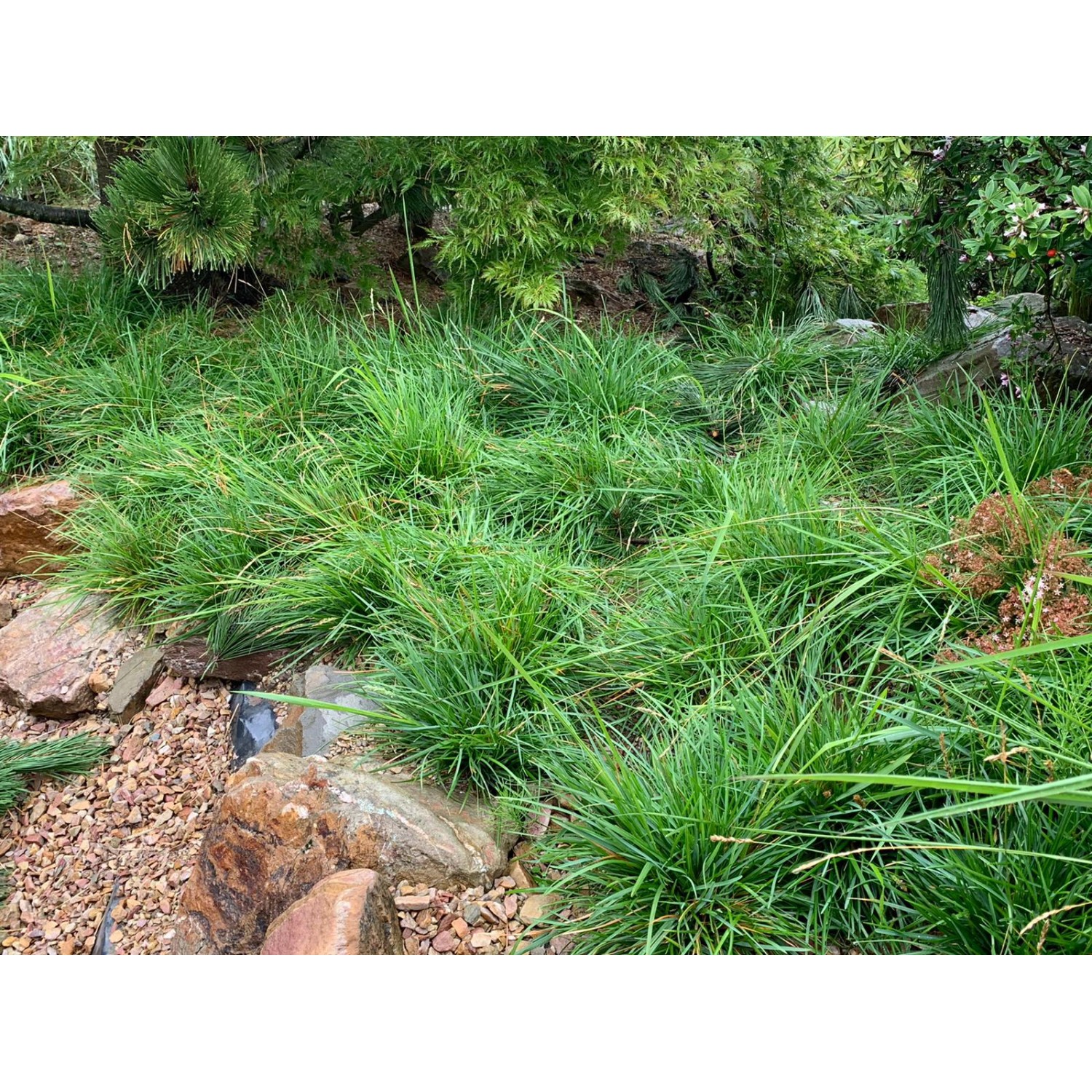 GROW by OBI Blaugras Topf-Ø ca.14 cm wintergrünes Ziergras Sesleria caerula GROW by OBI Blaugras Topf-Ø ca.14 cm wintergrünes Ziergras Sesleria caerula von GROW by OBI