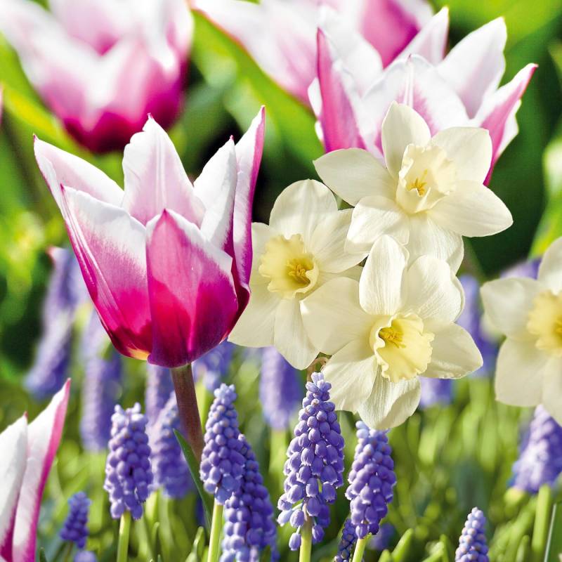 GROW by OBI Blumenbeet-Kollektion 25 Stück GROW by OBI Blumenbeet-Kollektion 25 Stück von GROW by OBI