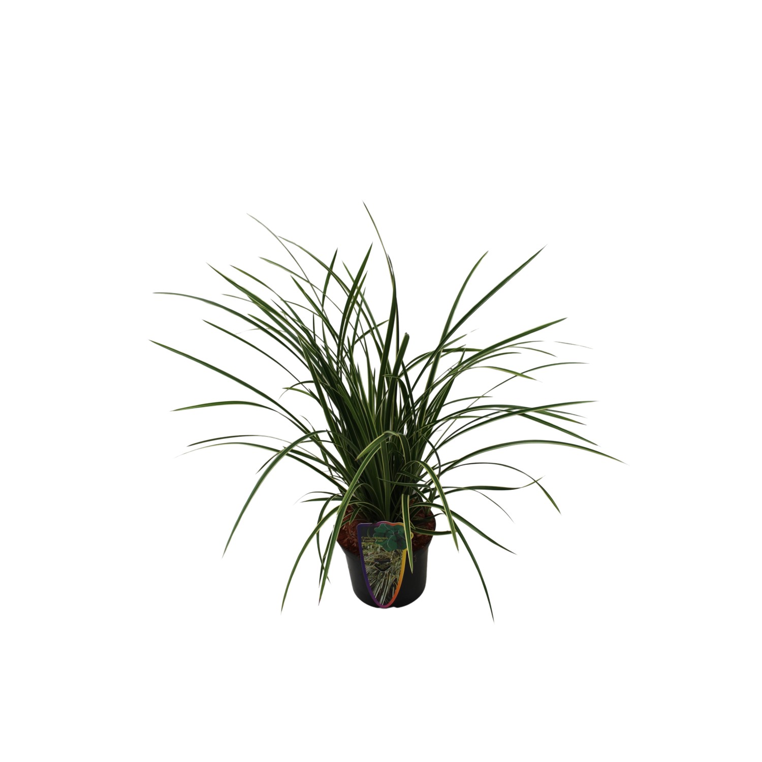 GROW by OBI Buntblättrige Segge Topf-Ø 17 cm Carex Feather Falls GROW by OBI Buntblättrige Segge Topf-Ø 17 cm Carex Feather Falls von GROW by OBI