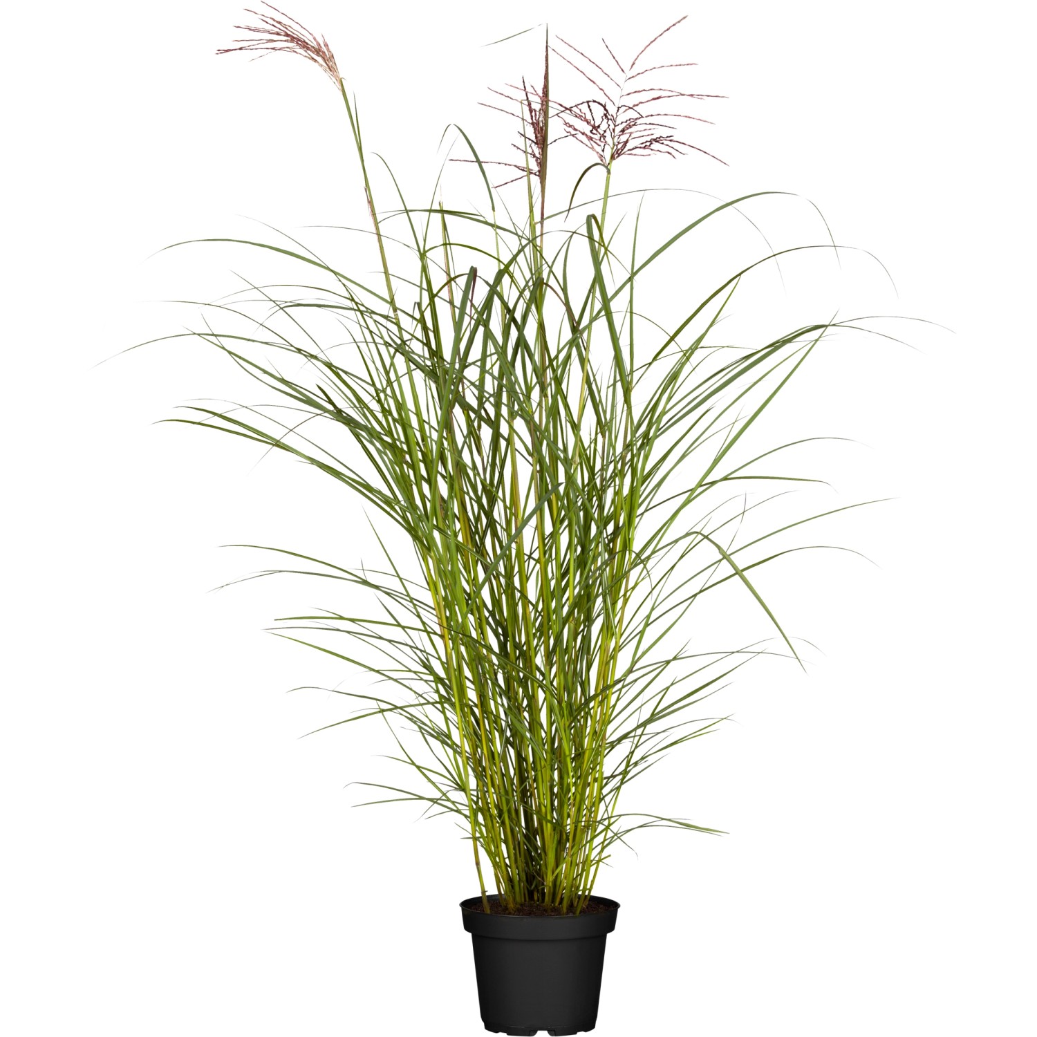 GROW by OBI Chinaschilf Ferner Osten Topf-Ø ca. 22 cm Miscanthus sinensis von GROW by OBI