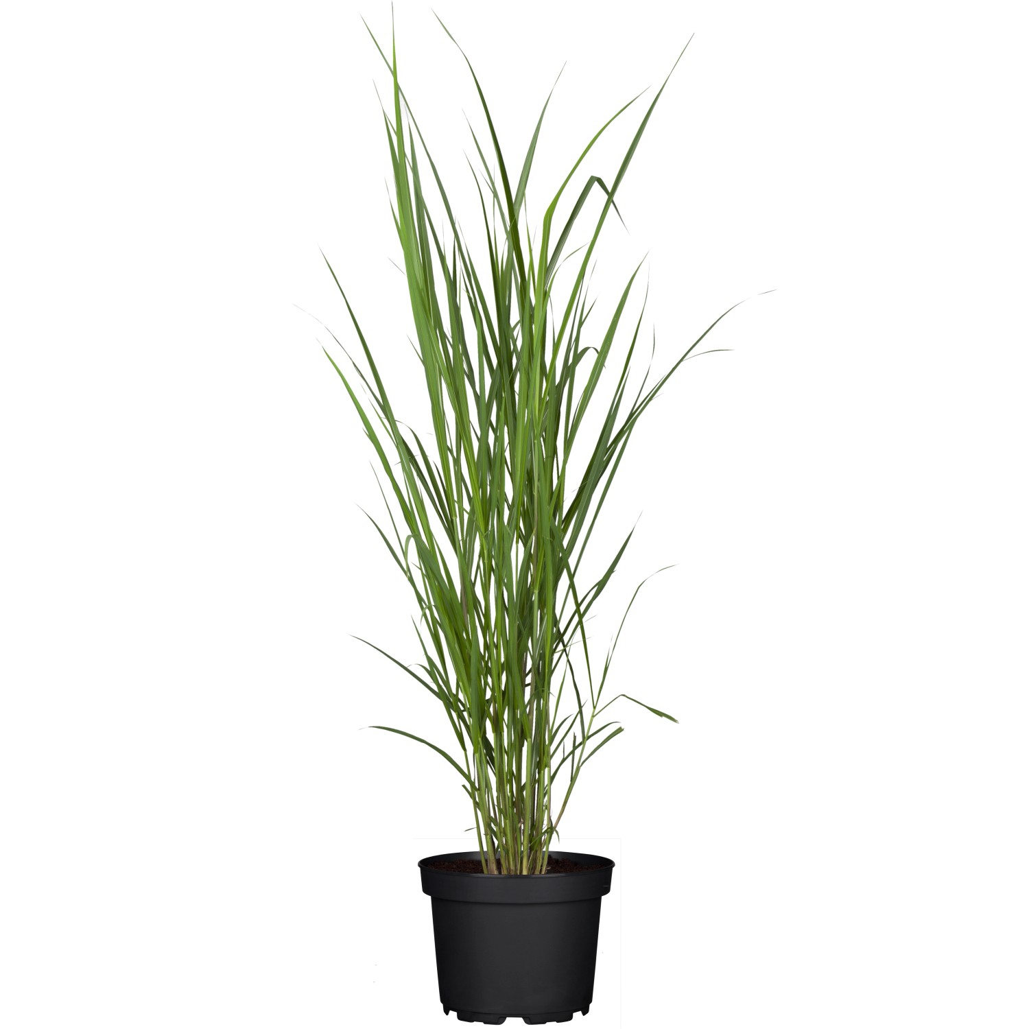 GROW by OBI Chinaschilf Topf-Ø ca. 19 Dekogras Miscanthus giganteus von GROW by OBI