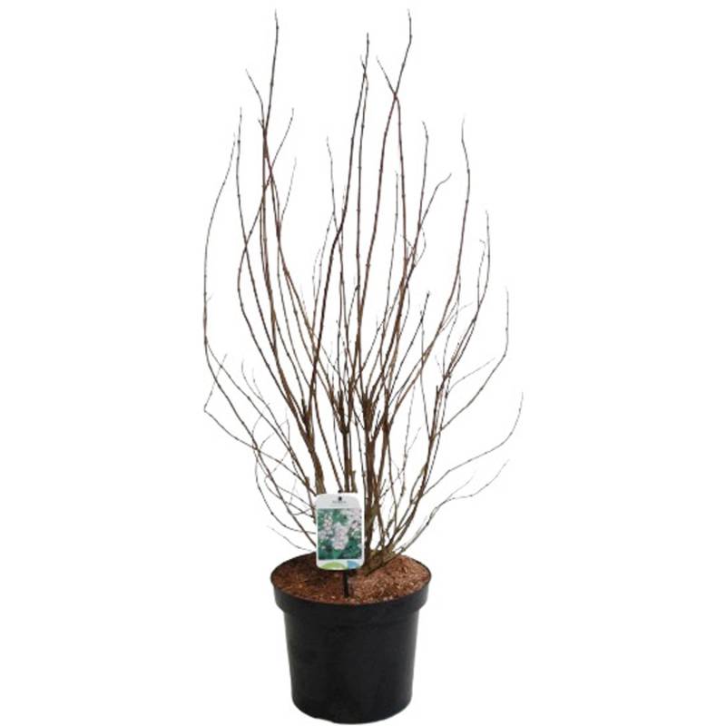 GROW by OBI Deutzie Plena Weiß Höhe ca. 80-100 cm Topf ca. 7 l Deutzia scabra GROW by OBI Deutzie Plena Weiß Höhe ca. 80-100 cm Topf ca. 7 l Deutzia scabra von GROW by OBI
