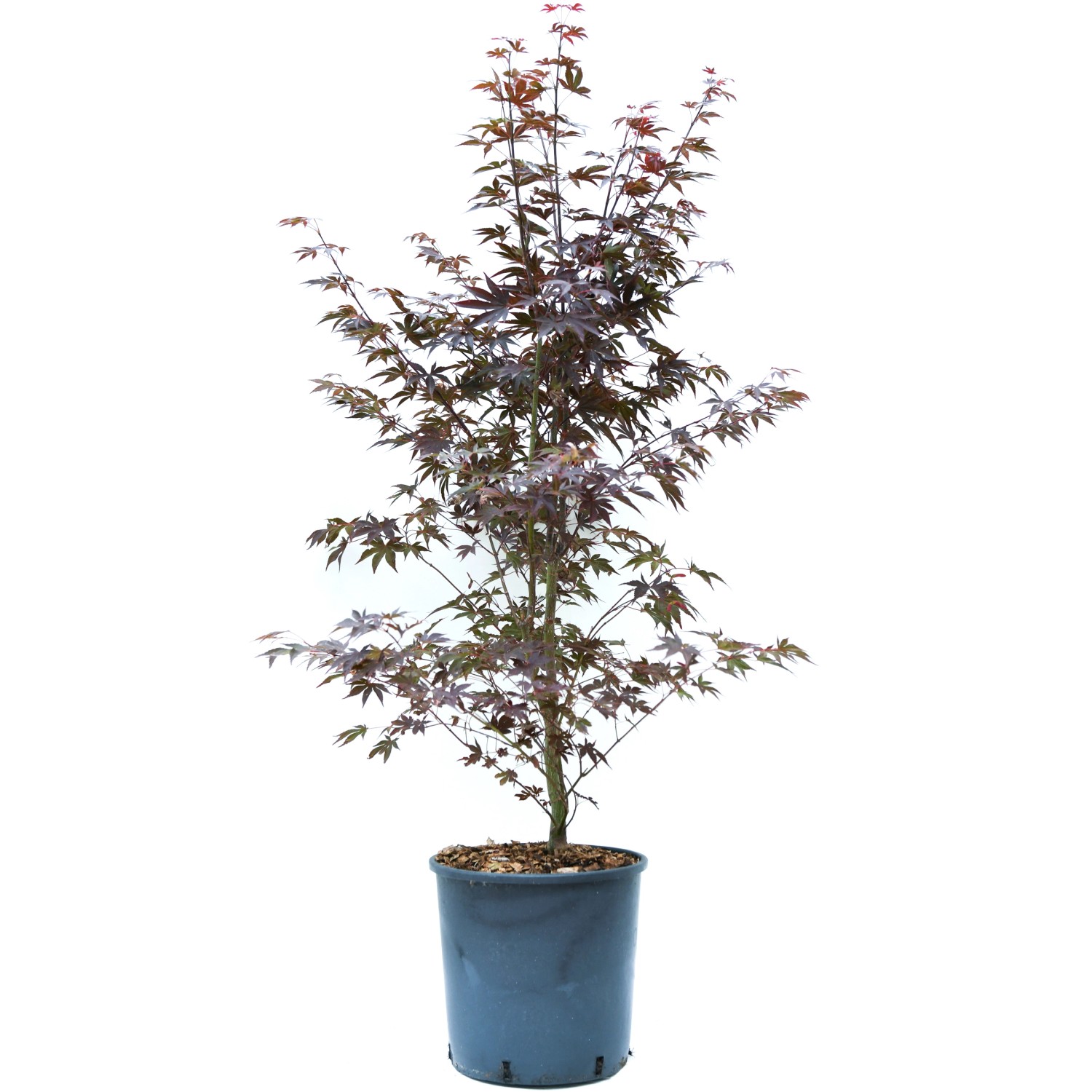 GROW by OBI Fächerahorn Bloodgood Höhe ca. 80 -100 cm Topf ca. 10 l von GROW by OBI