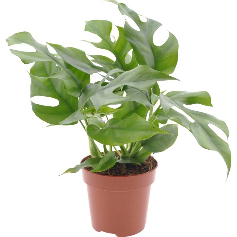 GROW by OBI Fensterblatt Höhe ca. 25-35 cm Topf Ø ca. 12 cm Monstera Minima GROW by OBI Fensterblatt Höhe ca. 25-35 cm Topf Ø ca. 12 cm Monstera Minima von GROW by OBI