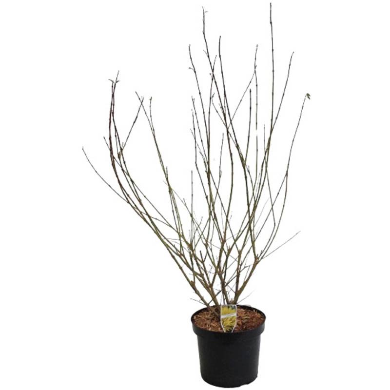 GROW by OBI Forsythie Lynwood Gold Gelb Höhe ca. 80 - 100 cm Topf ca. 7 l von GROW by OBI