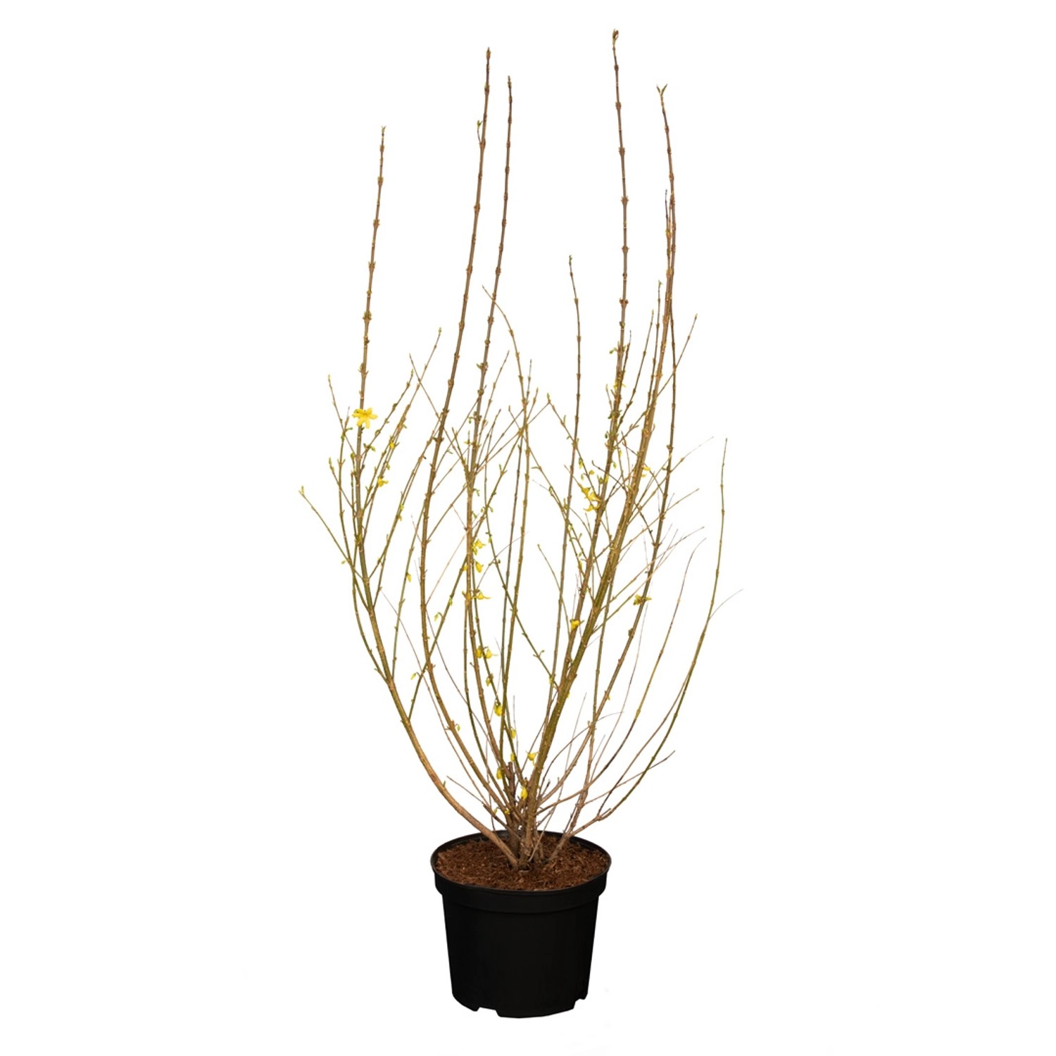 GROW by OBI Forsythie Weekend Gelb Höhe ca. 80 - 100 cm Topf ca. 7,5 l von GROW by OBI