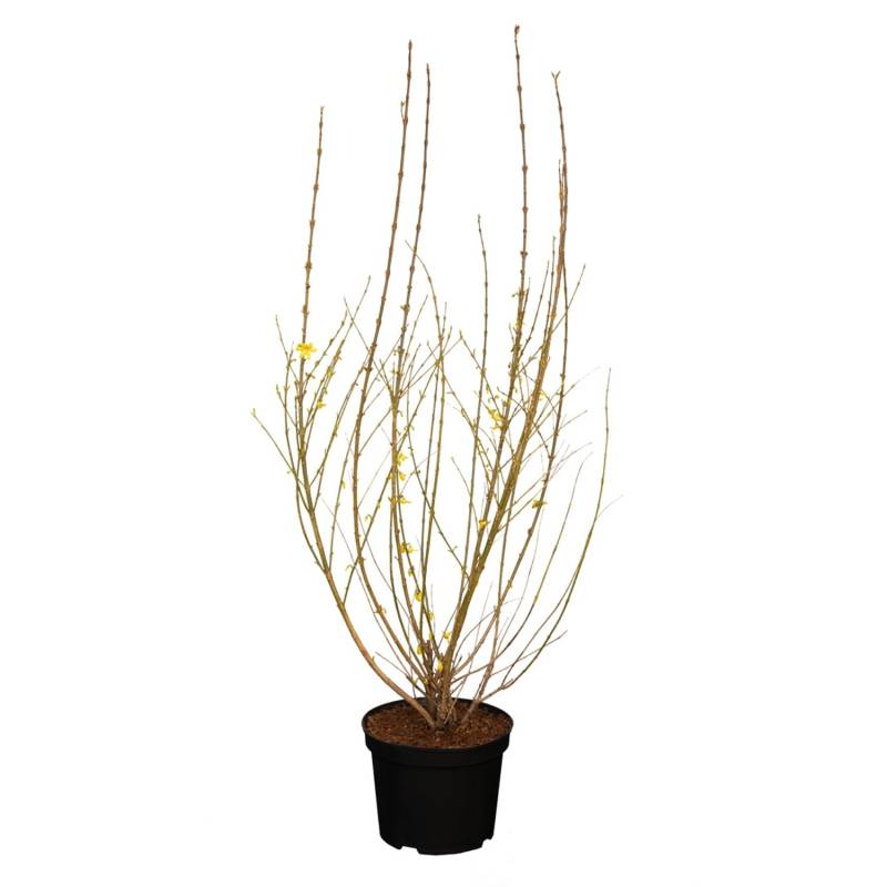 GROW by OBI Forsythie Weekend Gelb Höhe ca. 80 - 100 cm Topf ca. 7,5 l GROW by OBI Forsythie Weekend Gelb Höhe ca. 80 - 100 cm Topf ca. 7,5 l von GROW by OBI