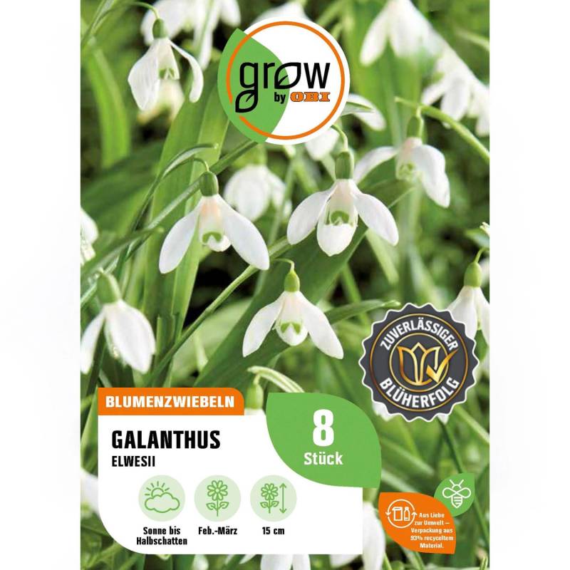 GROW by OBI Galanthus elwesii Weiß 8 Stück von GROW by OBI