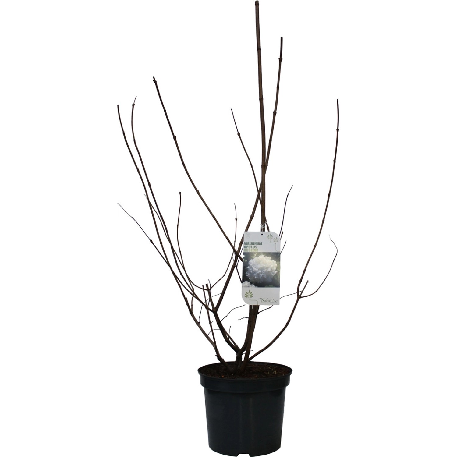 GROW by OBI Gefüllter Schneeball Roseum Weiß Höhe ca. 80-100 cm Topf ca. 7,5 l von GROW by OBI