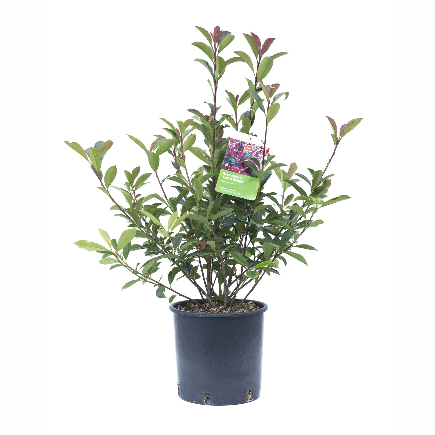 GROW by OBI Glanzmispel Carré Rouge Busch Topf ca. 5 l Photinia fraseri von GROW by OBI
